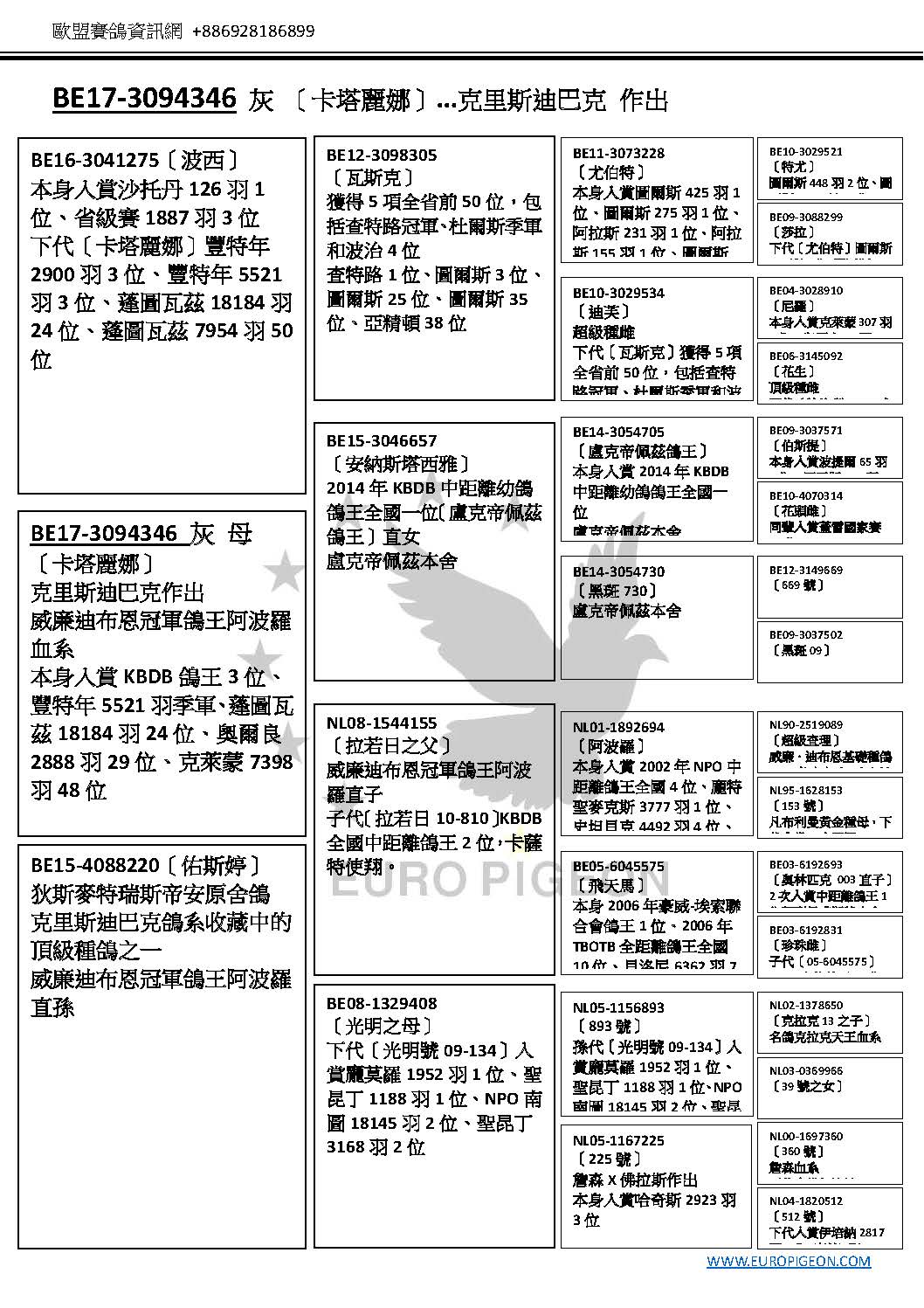 威廉迪布恩冠軍鴿王阿波羅血系NL01-1892694