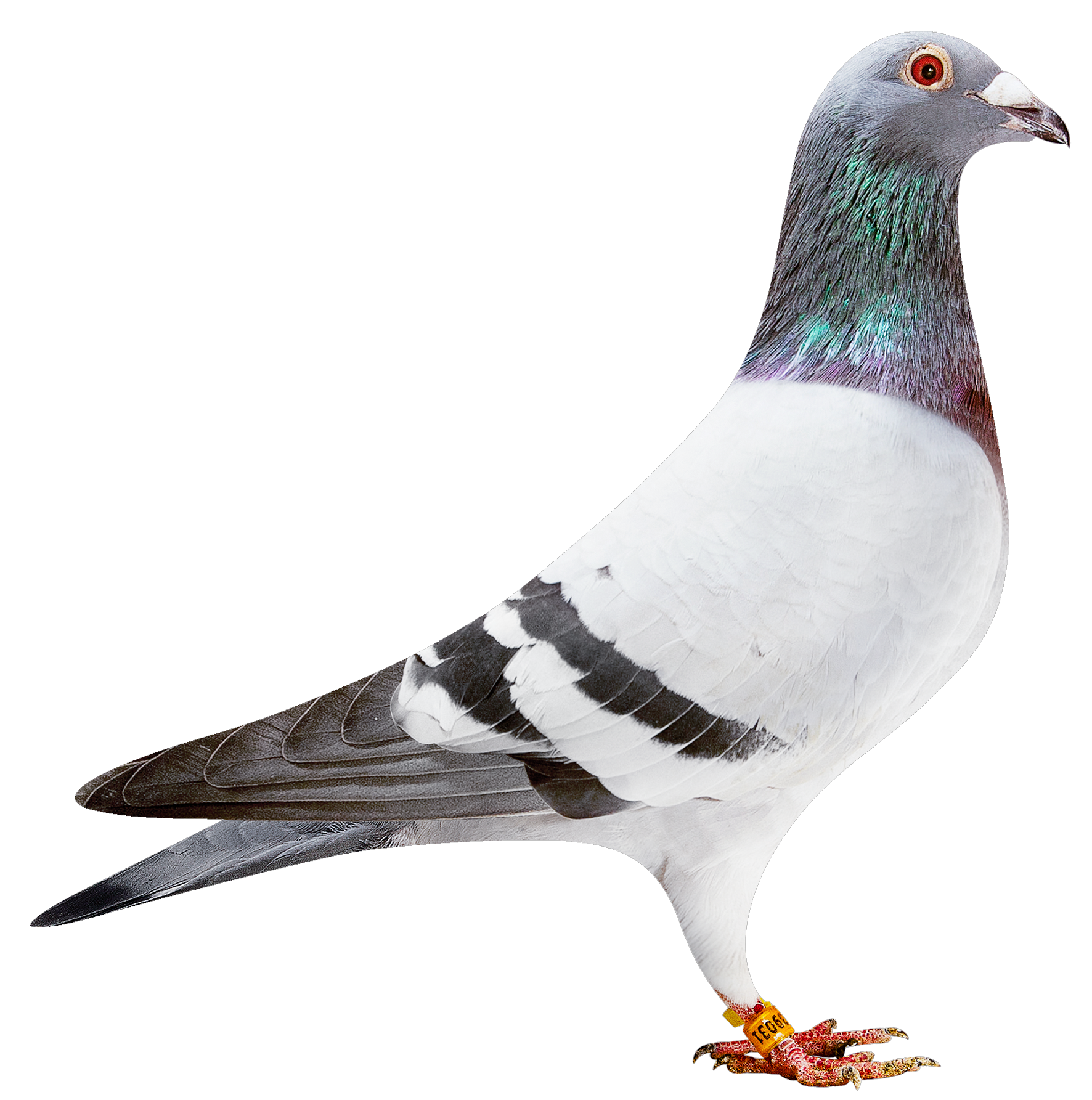 描述: http://www.europigeon.com/files/kcfinder/images/2019Golden10/Albert%20Derwa/BE19-2039031.png