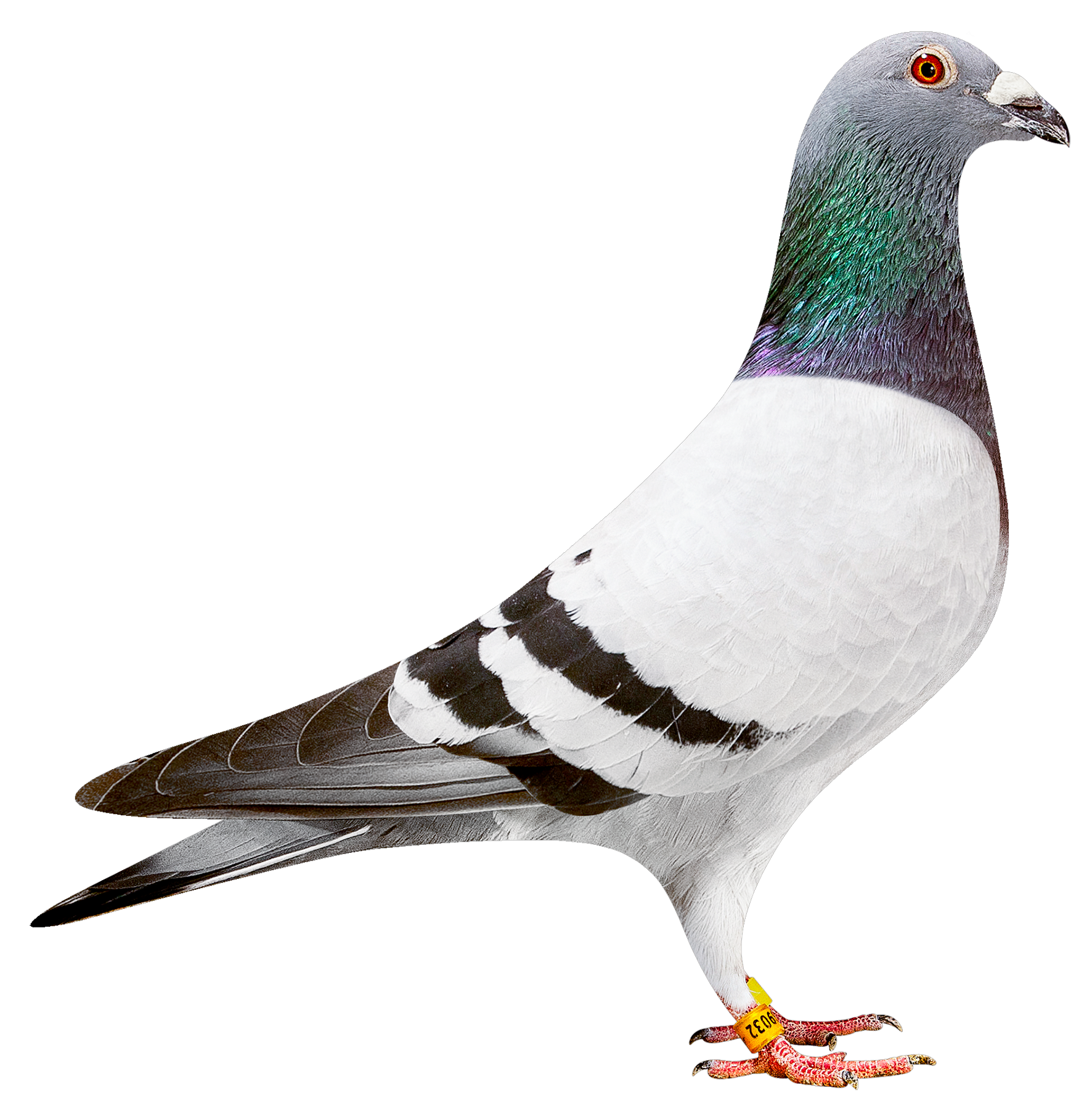 描述: http://www.europigeon.com/files/kcfinder/images/2019Golden10/Albert%20Derwa/BE19-2039032.png