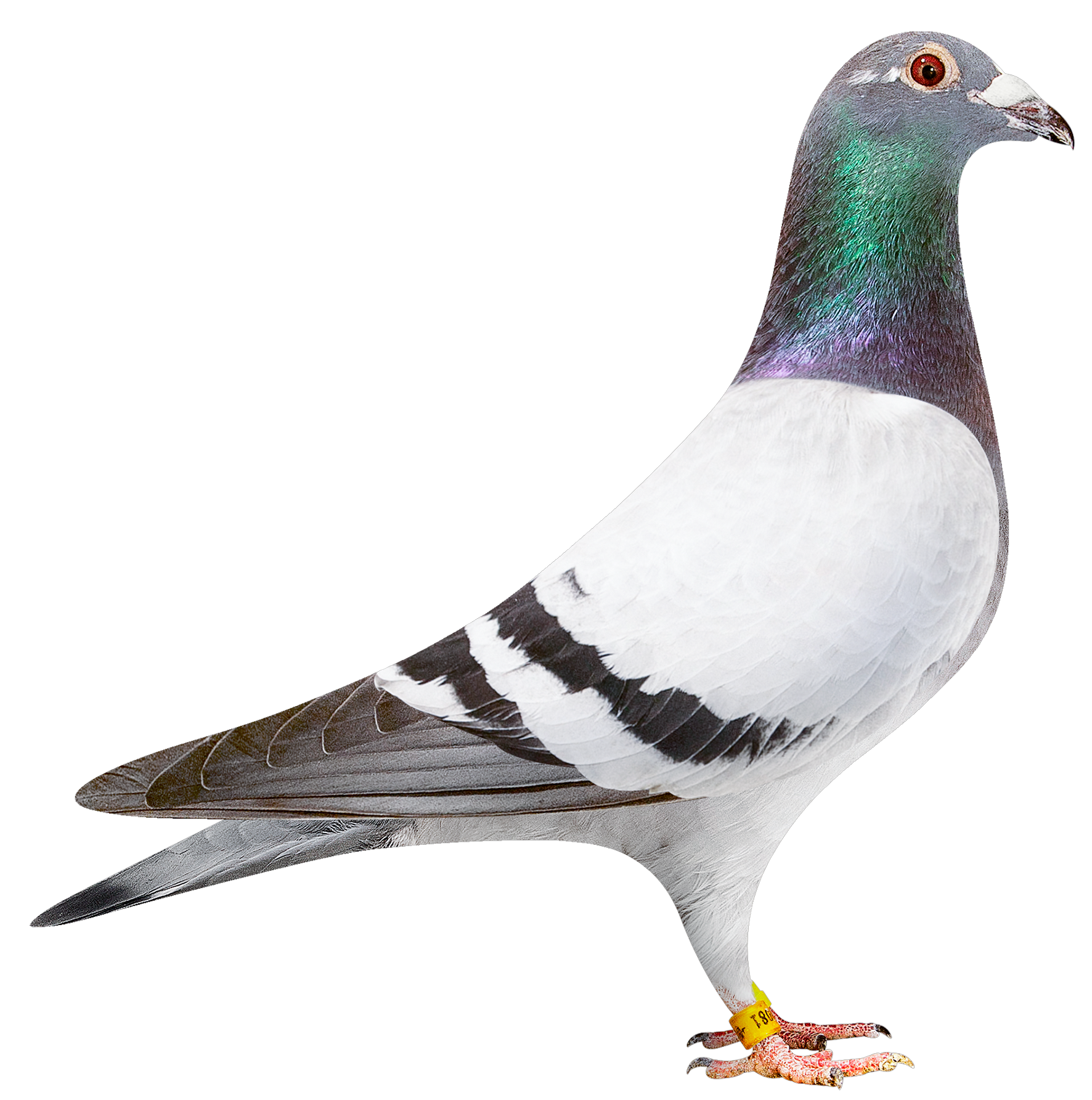 描述: http://www.europigeon.com/files/kcfinder/images/2019Golden10/Albert%20Derwa/BE19-2039081.png