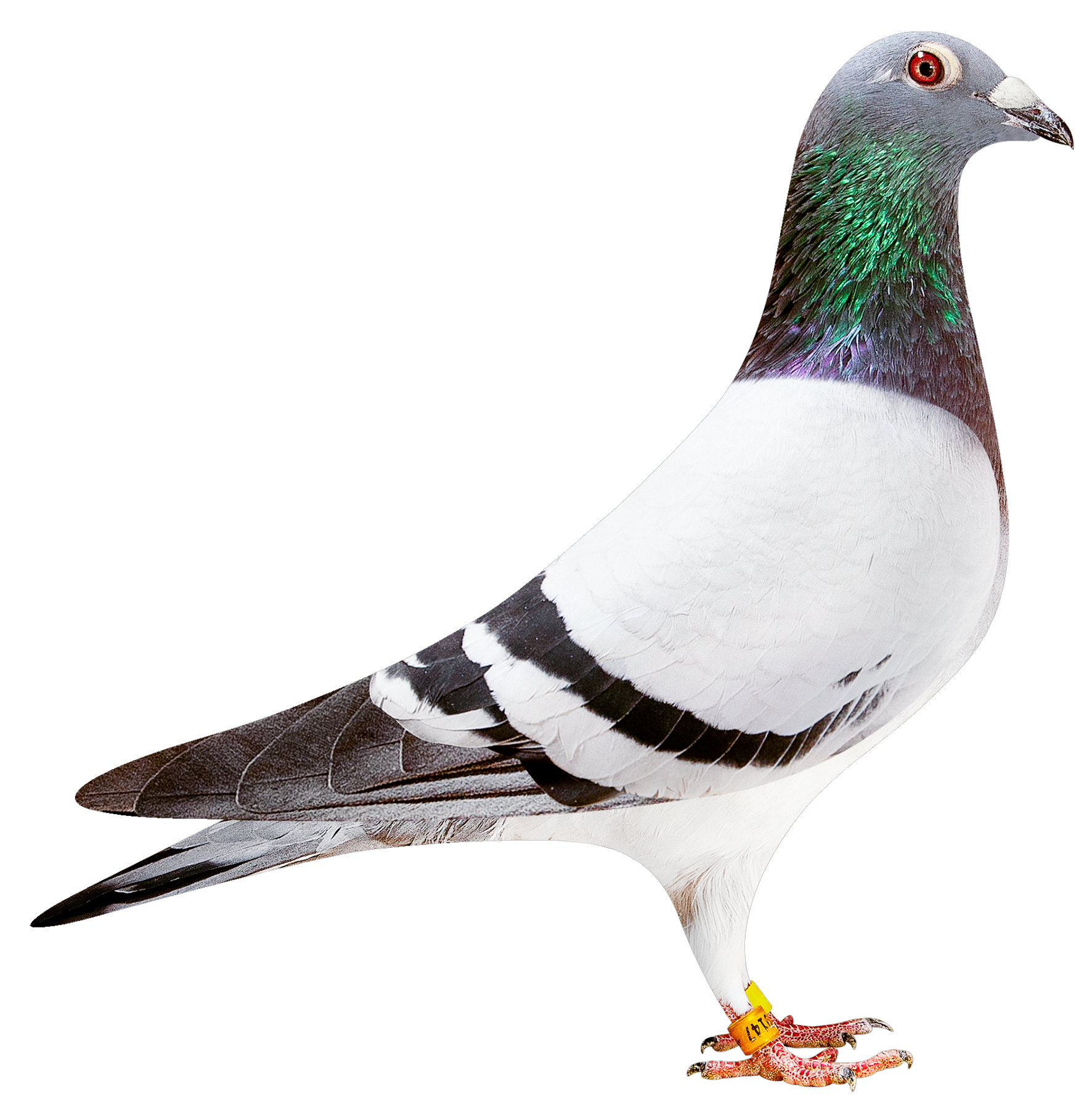 描述: http://www.europigeon.com/files/kcfinder/images/2019Golden10/Albert%20Derwa/BE19-2039147.png