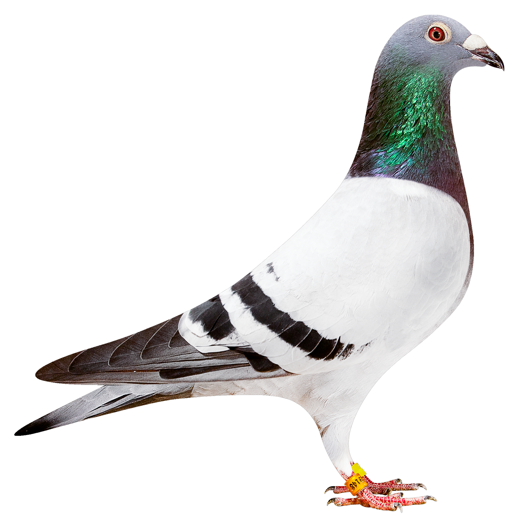 描述: http://www.europigeon.com/files/kcfinder/images/2019Golden10/Albert%20Derwa/BE19-2039148.png