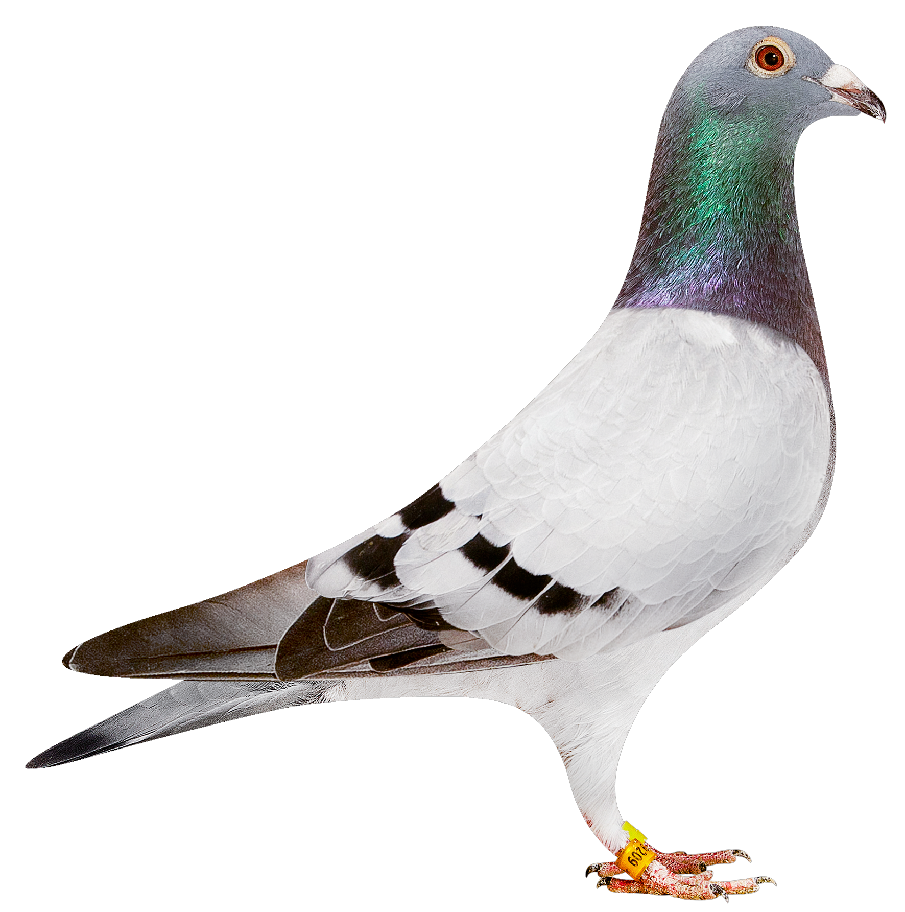 描述: http://www.europigeon.com/files/kcfinder/images/2019Golden10/Albert%20Derwa/BE19-2039209.png