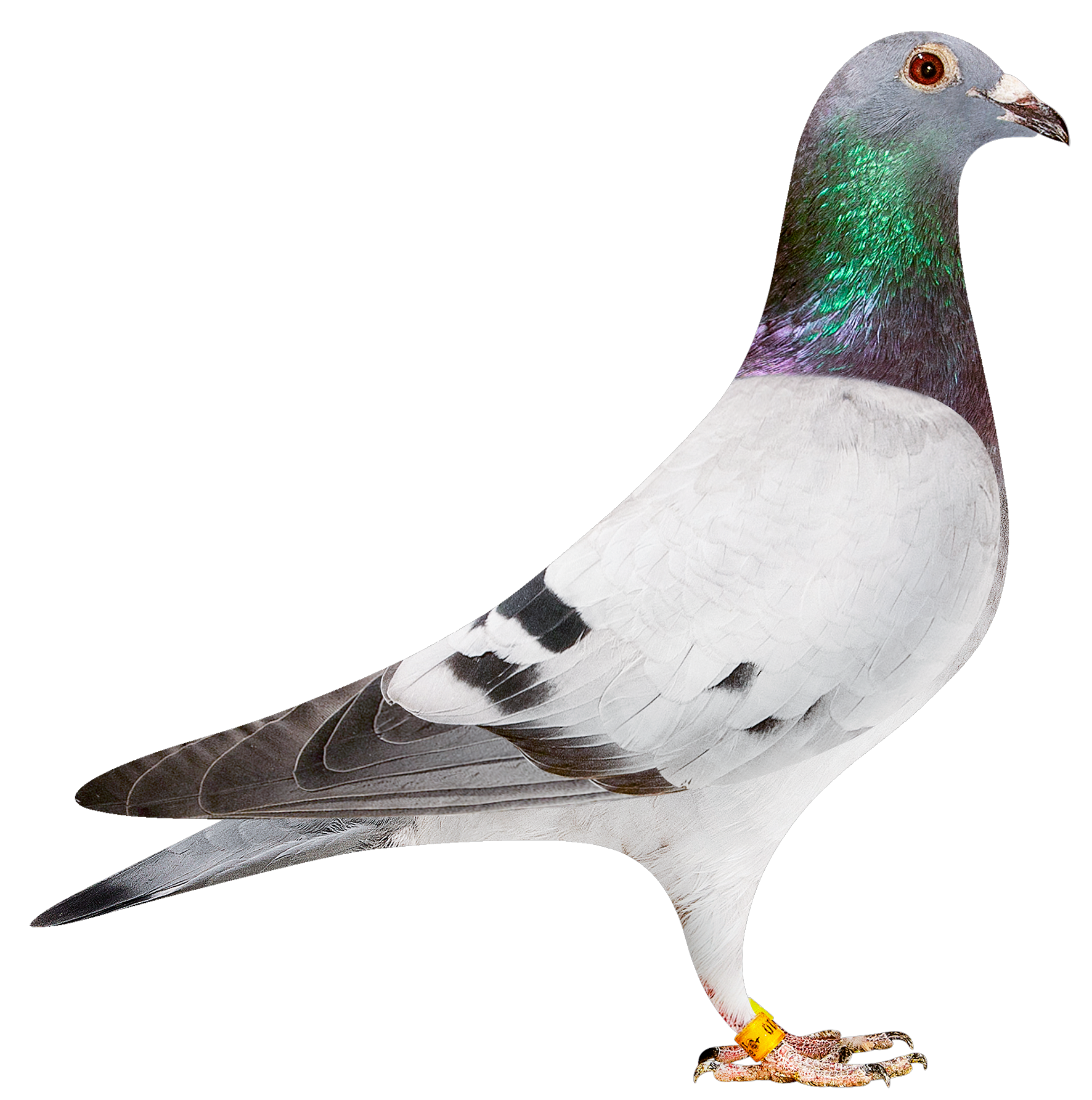 描述: http://www.europigeon.com/files/kcfinder/images/2019Golden10/Albert%20Derwa/BE19-2039210.png