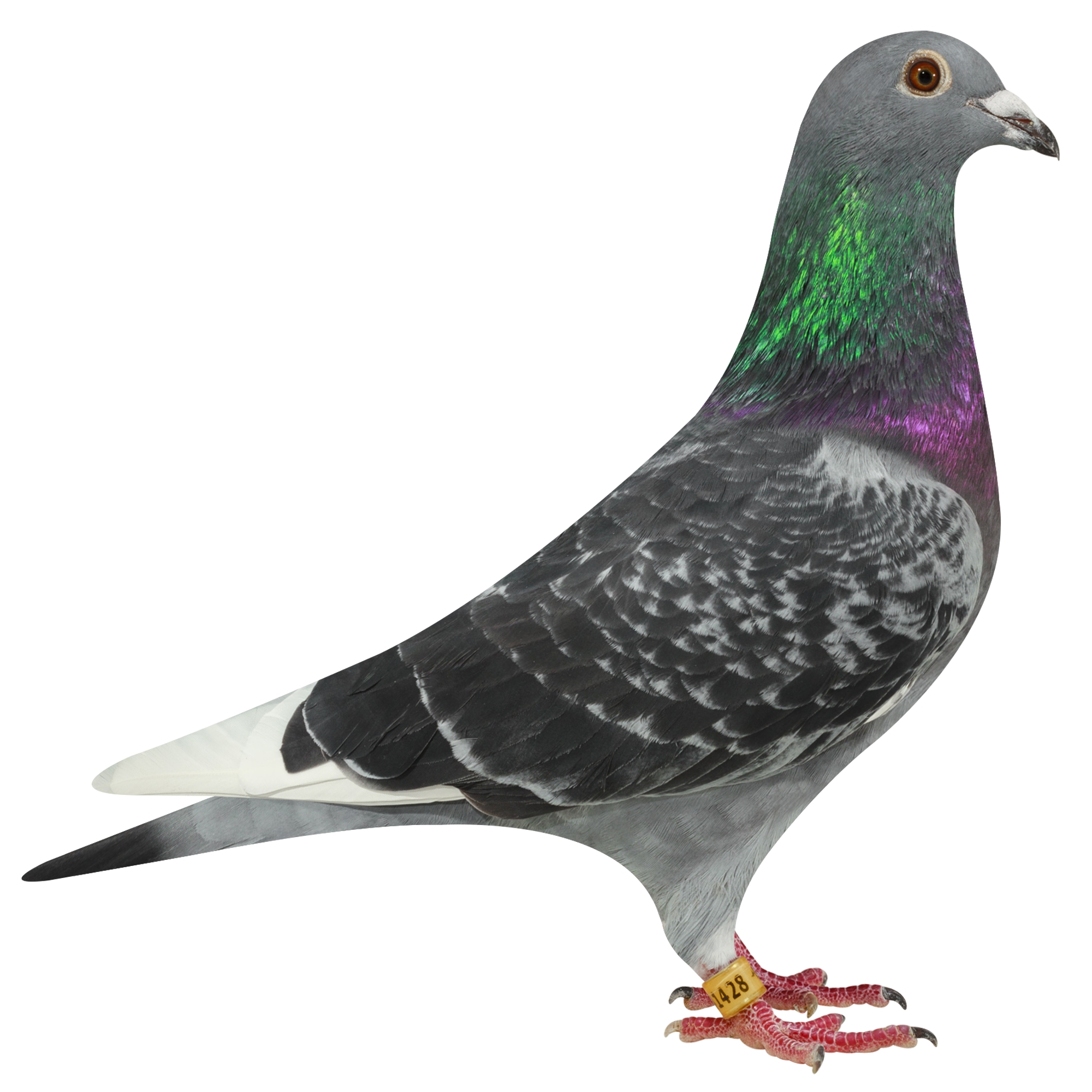 描述: http://www.europigeon.com/files/kcfinder/images/2019Golden10/De-Heijde/NL19-1741428.jpg