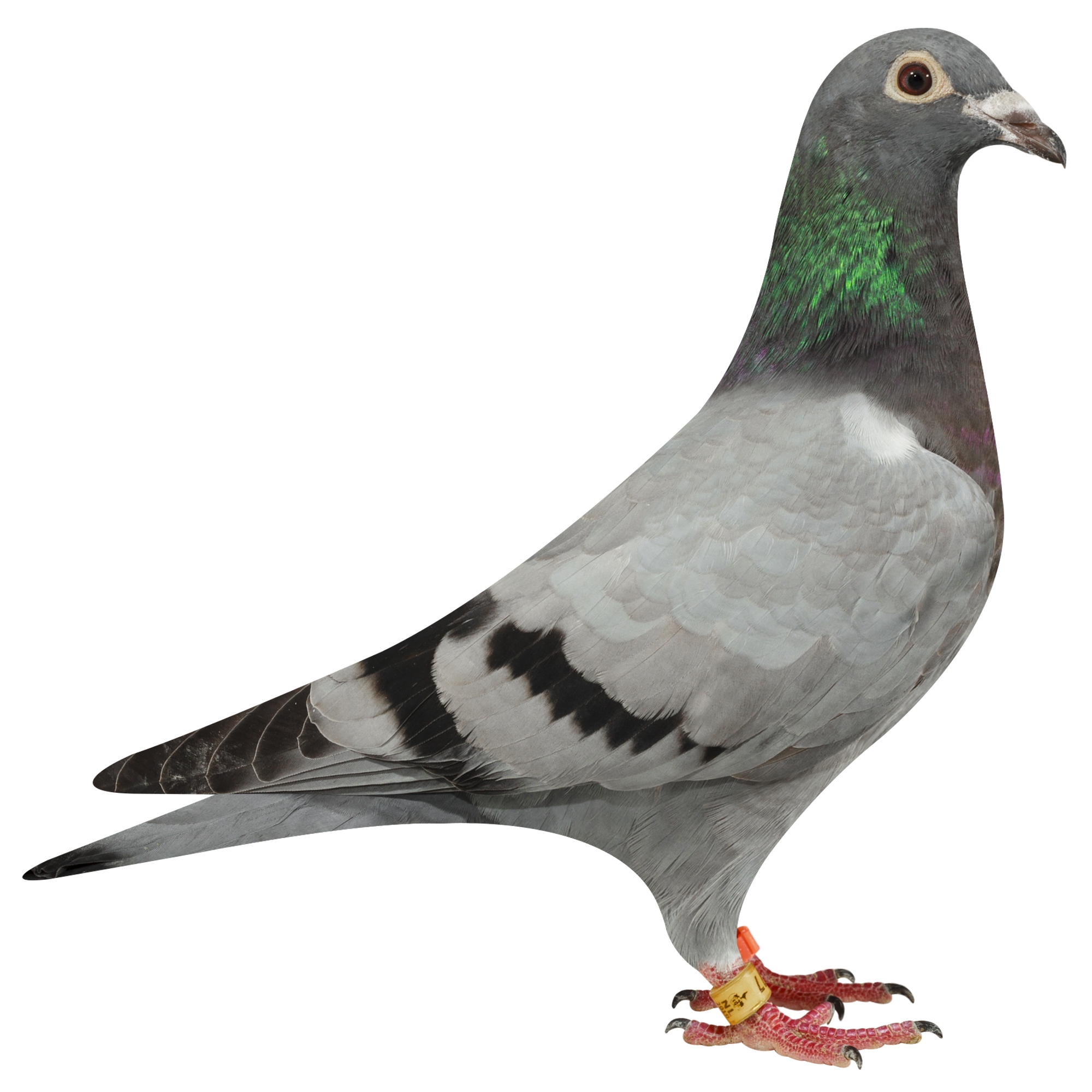 描述: http://www.europigeon.com/files/kcfinder/images/2019Golden10/De-Heijde/NL19-1741477.jpg