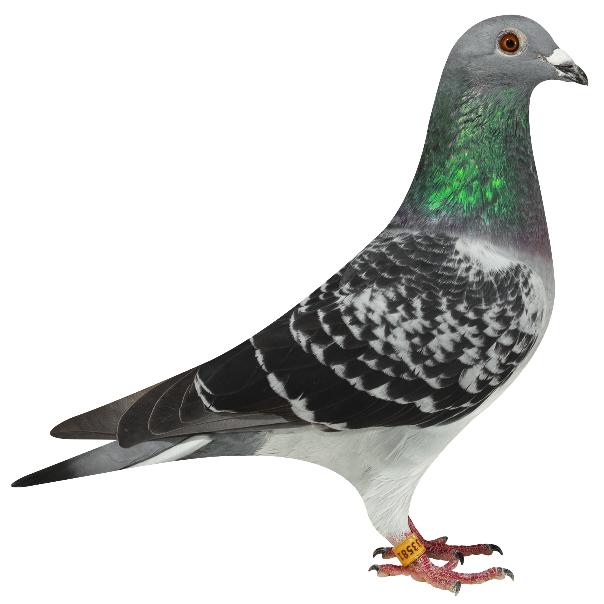 描述: http://www.europigeon.com/files/kcfinder/images/2019Golden10/De-Heijde/NL19-3933581.jpg