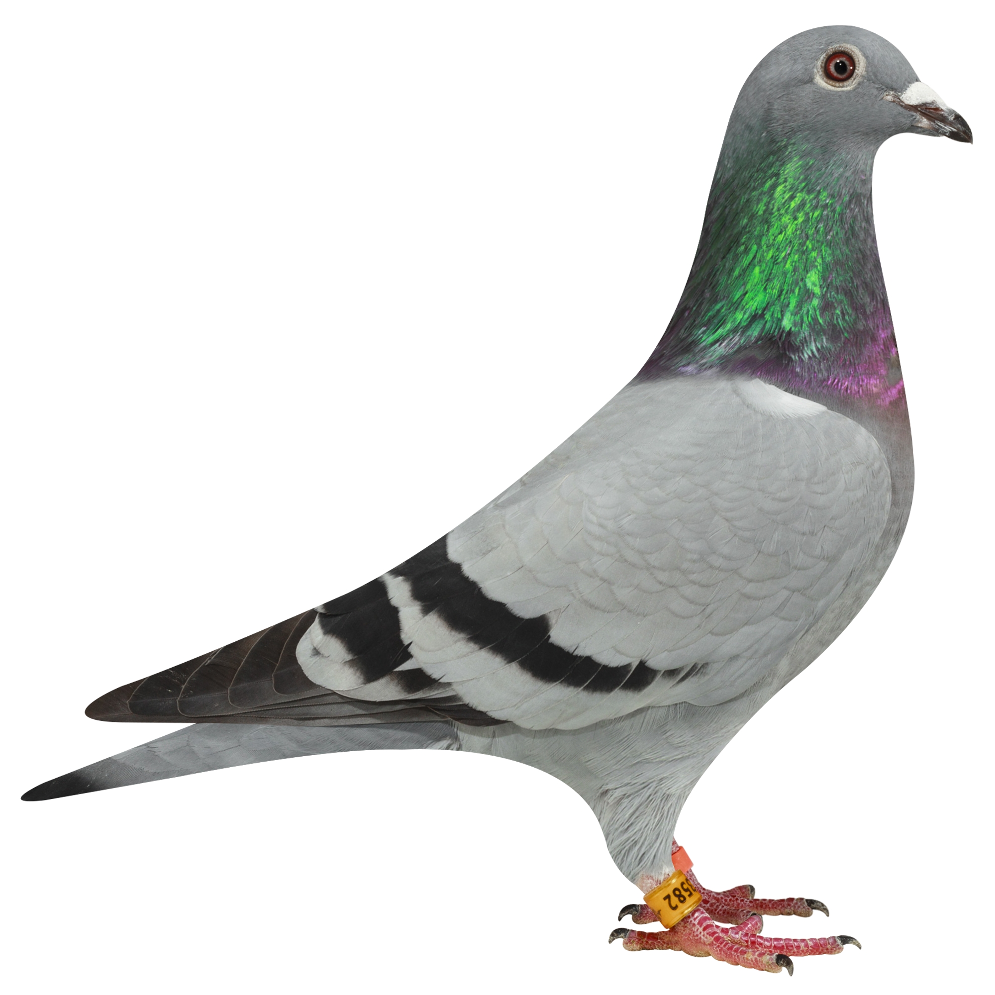 描述: http://www.europigeon.com/files/kcfinder/images/2019Golden10/De-Heijde/NL19-3933582.jpg