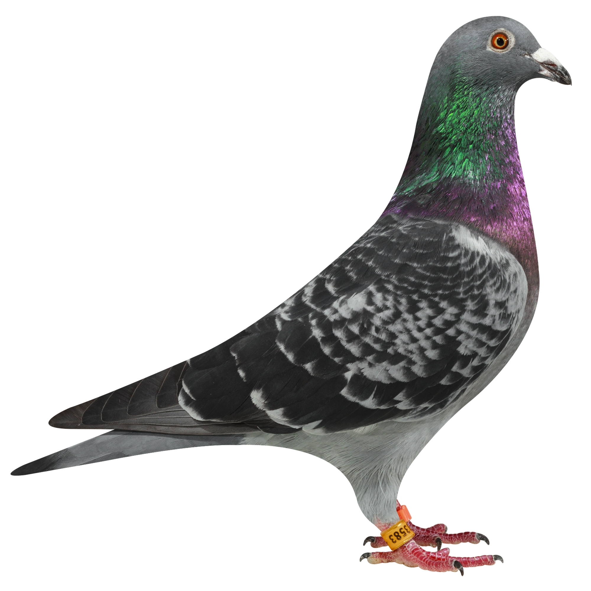 描述: http://www.europigeon.com/files/kcfinder/images/2019Golden10/De-Heijde/NL19-3933583.jpg