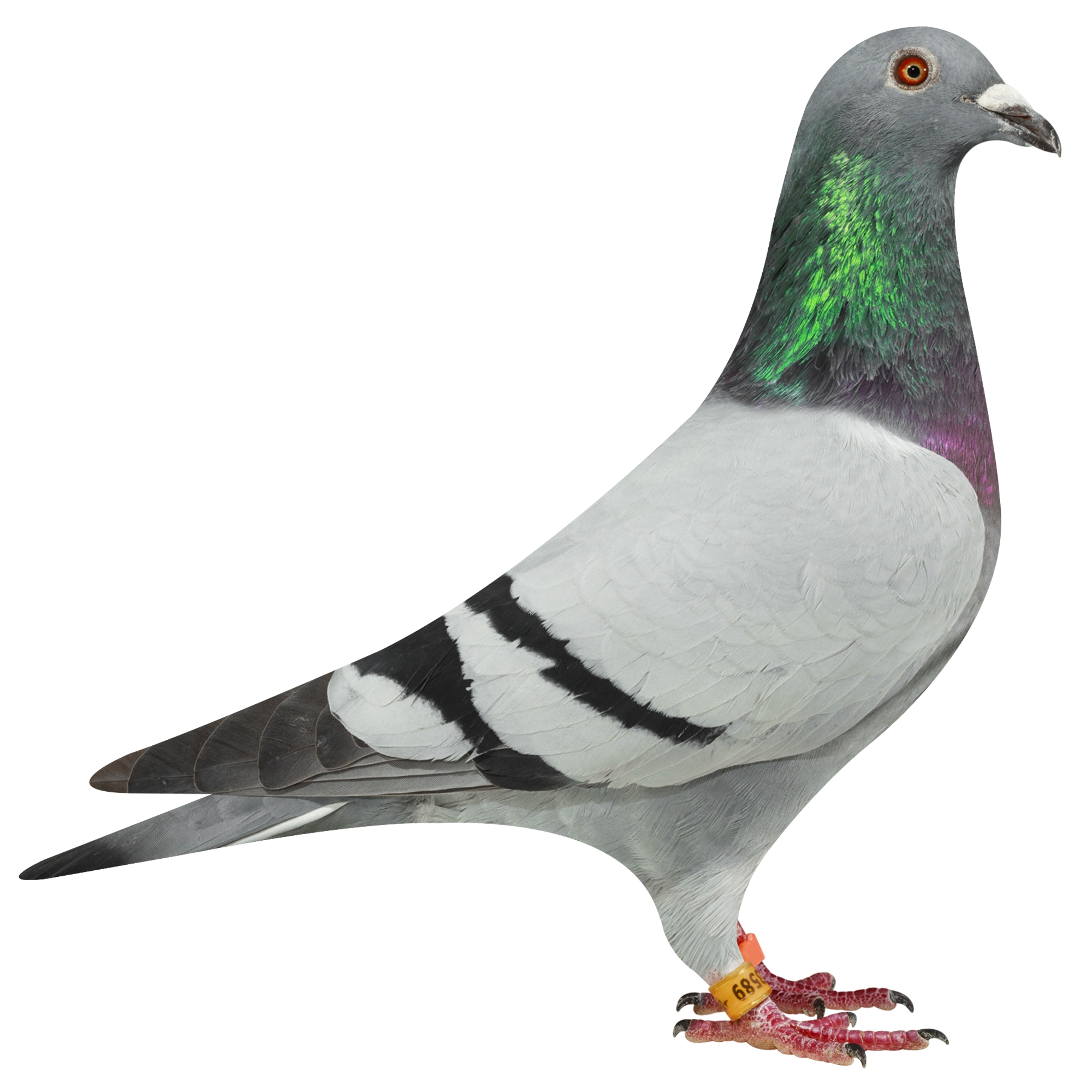 描述: http://www.europigeon.com/files/kcfinder/images/2019Golden10/De-Heijde/NL19-3933589.jpg