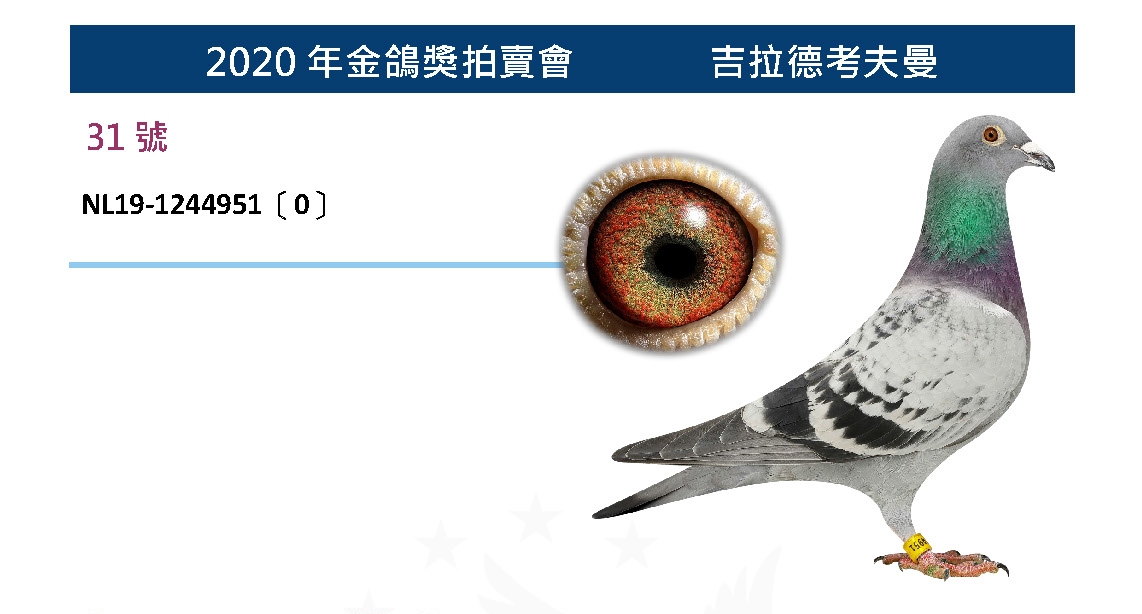 吉拉德考夫曼 NL19-1244951 父：NL16-4783976〔帕可〕 2018年荷蘭波治全國第五分區2位、道爾夫1498羽3位、漢斯8183羽25位、勒泰勒475羽2位、巴士托9108羽78位等考夫曼本舍，瑪努全兄弟 31號 2020年金鴿獎拍賣會 吉拉德考夫曼 母：NL12-1077169〔婉迪〕 2014年NPO當日歸全國鴿王20位、2015年荷蘭NPO索普斯（585公里）3607羽1位、阿瑟11474羽18位、魁夫蘭1994羽4位、魁夫蘭8902羽18位、荷蘭NPO聖斯4237羽37位、荷蘭NOP聖斯7958羽41位 祖父：BE05-6394218〔瑞克高手〕 范桑德.赫爾曼Herman van Sande作出 安特衛普省查特魯全省2024羽冠軍、2007勒芒全省冠軍、2006波治全國12898 祖母：NL10-1109882〔金牌母鴿〕 子代［瑪弩NL16-4784182］入賞NPO波治5877羽1位、2018年荷蘭波治全國第五分區1位、聖斯1069羽1位、阿斯澤利736羽4位、拉昂63701羽60位、特 外祖父： NL09-1754567〔鴿王567〕 2011年荷蘭NPO中距離全國鴿王1位南圖11807羽1位、貝洛尼2383羽1位、南圖981羽1位、史坦貝克259羽2位、南圖894羽2位、阿拉斯1392羽5位、 外祖母：NL10-1109814〔坎薩瑞爾〕 楊胡曼斯的超級賽鴿［哈利］直女 ［哈利］入賞2009荷蘭WHZB國家賽長距離鴿王 子代［婉迪］入賞2014年NPO當日歸全國鴿王20位、2015年荷蘭NPO索普斯 小迪克 蓋比 閃電號 楊胡曼斯 哈利