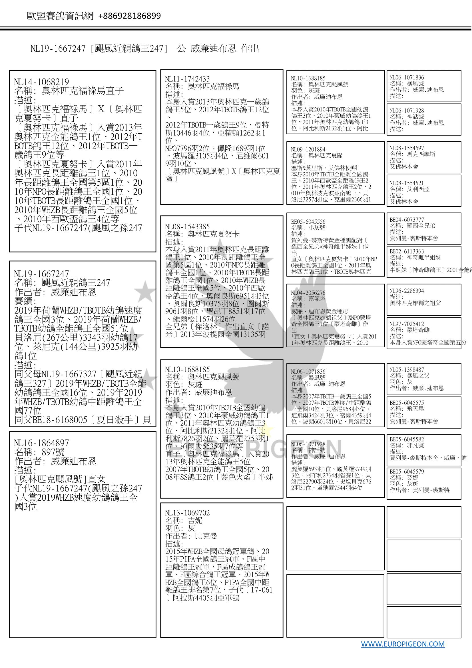 NL19-1667247［颶風近親鴿王247］ 公 W.A. de Bruijn(威廉迪布恩) 2019年荷蘭WHZB/TBOTB幼鴿速度鴿王全國3位、 2019年荷蘭WHZB/TBOTB幼鴿全能鴿王全國51位、 貝洛尼(267公里)3343羽幼鴿17位、 萊尼克(144公里)3925羽幼鴿1位等 ​◎ 同父母〔颶風近親鴿王327〕2019年WHZB/TBOTB全能幼鴿鴿王全國16位、2019年2019年WHZB/TBOTB幼鴿中距離鴿王全國77位 ​◎ 同父〔夏日殺手〕貝洛尼2964羽20位、阿瑟3914羽29位、聖馬克斯18381羽175位、道爾夫4548羽46位、魁夫蘭4873羽180位 ◎ 迪布恩四大鴿系[奧林匹克颶風號]近親孫 ◎ 迪布恩四大鴿系[小灰號]直女[奧林匹克夏努卡]之孫 奧林匹克福祿馬