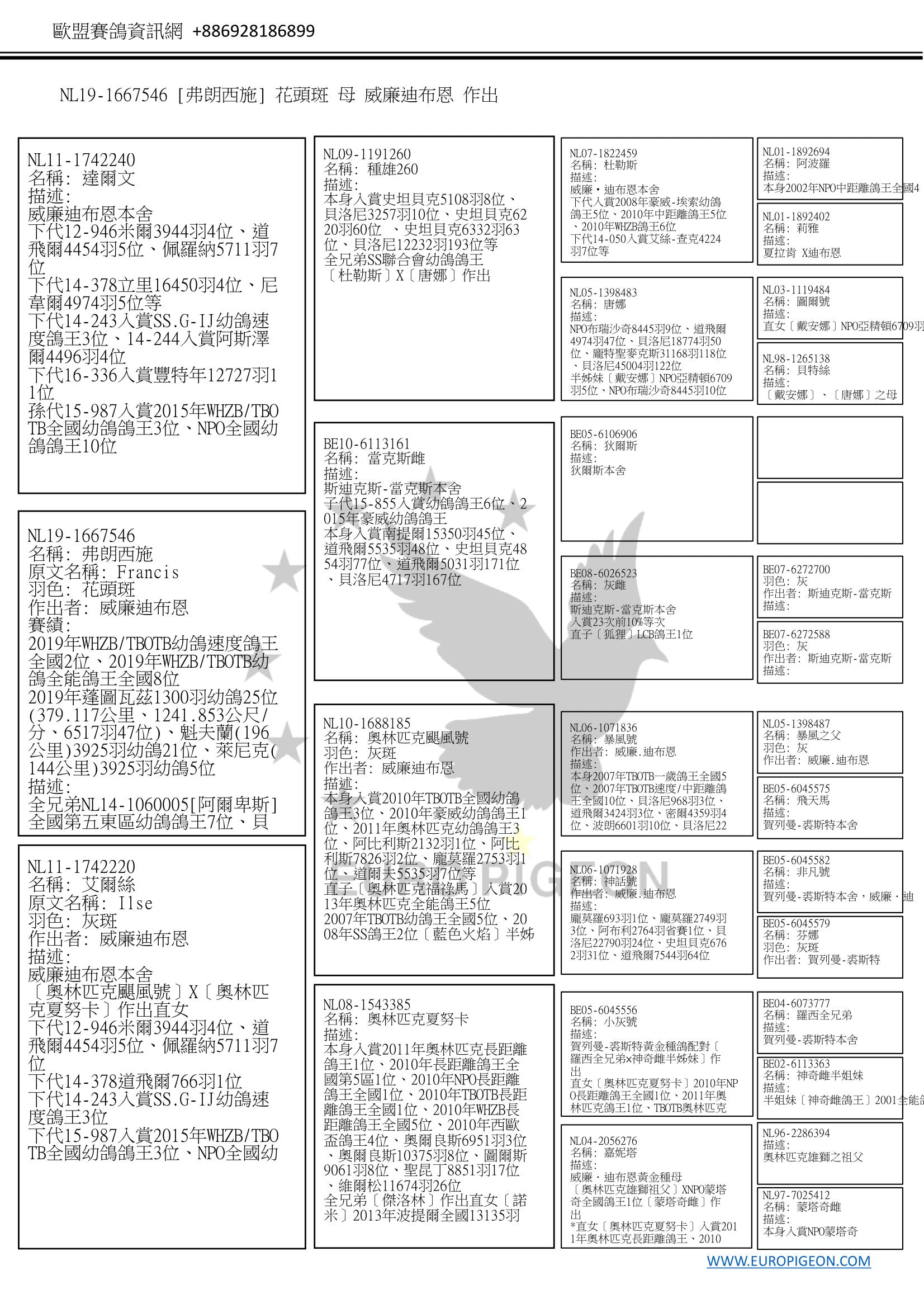 NL19-1667546［鴿王546］ 母 W.A. de Bruijn(威廉迪布恩) 2019年WHZB/TBOTB幼鴿全能鴿王全國8位、 2019年蓬圖瓦茲1300羽幼鴿25位(379.117公里、1241.853公尺/分、6517羽47位)、 魁夫蘭(196公里)3925羽幼鴿21位、 萊尼克(144公里)3925羽幼鴿5位等 ​◎ 全兄弟14-005[阿爾卑斯]全國第五東區幼鴿鴿王7位、貝洛尼3839羽5位、南特魯9866羽138位等，子代16-521入賞佩羅納3141羽10位 ​◎ 同父母12-946米爾3944羽4位、道飛爾4454羽5位、佩羅納5711羽7位 ​◎ 同父母14-378道飛爾766羽1位 下代14-243入賞SS.G-IJ幼鴿速度鴿王3位 ​◎ 同父母15-987入賞2015年WHZB/TBOTB全國幼鴿鴿王3位、NPO全國幼鴿鴿王10位 ◎ 迪布恩四大鴿系[阿波羅]第四代種雌[達爾文]直子  奧林匹克颶風號 小灰號 奧林匹克夏努卡