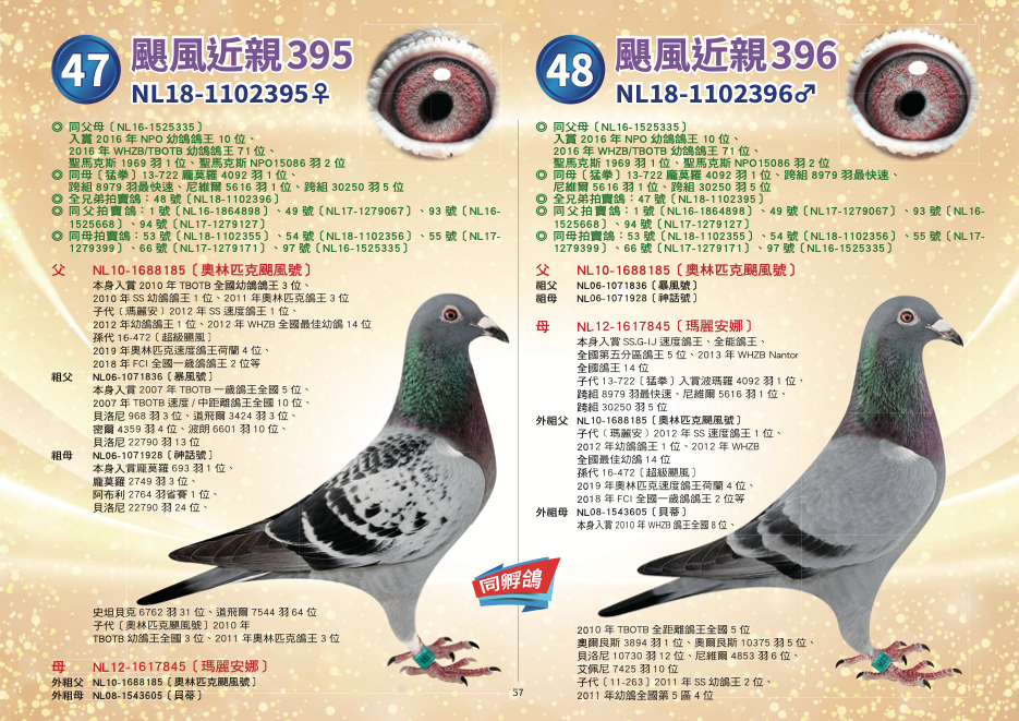 NL18-1102395♀〔颶風近親395〕	 ◎	同父母〔NL16-1525335〕入賞2016年NPO幼鴿鴿王10位、2016年WHZB/TBOTB幼鴿鴿王71位、聖馬克斯1969羽1位、聖馬克斯NPO15086羽2位 ◎	同母〔猛拳〕13-722龐莫羅4092羽1位、跨組8979羽最快速、尼維爾5616羽1位、跨組30250羽5位 ◎	半姐妹〔金塊〕15-041入賞2015年豪威幼鴿鴿王2位、荷蘭全國幼鴿鴿王23位、2016年SS.G/IJS成鴿鴿王4位 ◎	威廉迪布恩冠軍鴿王〔奧林匹克颶風號〕X冠軍鴿后〔瑪麗安娜〕直女 父：NL10-1688185〔奧林匹克颶風號〕 本身入賞2010年TBOTB全國幼鴿鴿王3位、2010年SS幼鴿鴿王1位、2011年奧林匹克鴿王3位 2007年TBOTB幼鴿王全國5位、2008年SS鴿王2位〔藍色火焰〕半姊妹作出 ［暴風號×神話號］直子 〔非凡號×芬娜〕直孫 直子［奧林匹克福祿馬］入賞2013年奧林匹克全能鴿王5位 直子［颱風號］裡斯昆16450羽3位、曼特斯20506羽3位、NPO圖爾斯11759羽19位 直子［瑪麗安］2012年SS速度鴿王1位、2012年幼鴿鴿王1位、2012年WHZB全國最佳幼鴿14位 直孫〔14-135〕入賞WHZB/TBOTB長距離鴿王13位、NPO長距離鴿王19位 直孫〔16-642〕入賞2016年NPO幼鴿鴿王9位 直孫〔16-335〕入賞2016年NPO幼鴿鴿王10位 孫女NL16-1525430〔全能雌鴿王〕2017年荷蘭全國一歲鴿十場比賽綜合鴿王2位 孫女BE16-6128532入賞2017查特路4398羽1位、14955羽3位，瑞克賀爾曼使翔 外孫16-472〔超級颶風〕2019年奧林匹克速度鴿王荷蘭4位、2018年FCI全國一歲鴿鴿王2位等   祖父：NL06-1071836〔暴風號〕 本身2007年TBOTB一歲鴿王全國5位、2007年TBOTB速度/中距離鴿王全國10位、貝洛尼968羽3位、道飛爾3424羽3位、密爾4359羽4位、波朗6601羽10位、貝洛尼22790羽13位 賀列曼-裘斯特本舍〔飛天馬］直子 作出2010年TBOTB幼鴿王全國3位、2011年奧林匹克鴿王3位〔奧林匹克颶風號〕   祖母：NL06-1071928〔神話號〕 本身入賞龐莫羅693羽1位、龐莫羅2749羽3位、阿布利2764羽省賽1位、貝洛尼22790羽24位、史坦貝克6762羽31位、道飛爾7544羽64位 直子〔奧林匹克颶風號〕2010年TBOTB幼鴿王全國3位、2011年奧林匹克鴿王3位 半姊妹〔藍色火焰〕2007年TBOTB幼鴿王全國5位、2008年SS.GIJ鴿王2位 賀列曼-裘斯特賀列曼-裘斯特超級種鴿配對〔非凡號×芬娜〕直女   母：NL12-1617845〔瑪麗安娜〕	 威廉迪布恩本舍 本身入賞SS.G-IJ速度鴿王、全能鴿王、全國第五分區鴿王5位、2013年WHZB Nantor全國鴿王14位 下代13-722〔猛拳〕入賞波瑪羅4092羽1位，跨組8979羽最快速、尼維爾5616羽1位、跨組30250羽5位 直女15-041〔金塊〕入賞2015年豪威幼鴿鴿王2位、NPO全國幼鴿鴿王23位、2015年荷蘭全國幼鴿中距離最佳鴿王50位 直女14-135入賞2015年WHZB/TBOTB長距離鴿王13位、2015年NPO長距離鴿王19位等 直女NL16-1525430〔全能雌  外祖父：NL10-1688185〔奧林匹克颶風號〕 本身入賞2010年TBOTB全國幼鴿鴿王3位、2010年SS幼鴿鴿王1位、2011年奧林匹克鴿王3位 2007年TBOTB幼鴿王全國5位、2008年SS鴿王2位〔藍色火焰〕半姊妹作出 ［暴風號×神話號］直子 〔非凡號×芬娜〕直孫 直子［奧林匹克福祿馬］入賞2013年奧林匹克全能鴿王5位 直子［颱風號］裡斯昆16450羽3位、曼特斯20506羽3位、NPO圖爾斯11759羽19位 直子［瑪麗安］2012年SS速度鴿王1位、2012年幼鴿鴿王1位、2012年WHZB全國最佳幼鴿14位 直孫〔14-135〕入賞WHZB/TBOTB長距離鴿王13位、NPO長距離鴿王19位 直孫〔16-642〕入賞2016年NPO幼鴿鴿王9位 直孫〔16-335〕入賞2016年NPO幼鴿鴿王10位 孫女NL16-1525430〔全能雌鴿王〕2017年荷蘭全國一歲鴿十場比賽綜合鴿王2位 孫女BE16-6128532入賞2017查特路4398羽1位、14955羽3位，瑞克賀爾曼使翔 外孫16-472〔超級颶風〕2019年奧林匹克速度鴿王荷蘭4位、2018年FCI全國一歲鴿鴿王2位等   外祖母：NL08-1543605〔貝蒂〕 本身2010年WHZB鴿王全國8位、2010年TBOTB全距離鴿王全國5位  奧爾良斯3894羽1位、奧爾良斯10375羽5位、貝洛尼10730羽12位、 尼維爾4853羽6位、艾佩尼7425羽10位 直子〔11-263〕2011年SS幼鴿王2位、2011年幼鴿全國第5區4位 半姊妹〔奧林匹克安妮塔〕2005年奧林匹克中距離鴿王、2004年維奇全國1位 黃金配對［吉伯特］X［飛天馬］作出，［吉伯特］入賞2002年WHZB鴿王8位  直孫女NL6-1525430〔全能雌鴿王〕2017年荷蘭全國一歲鴿十場比賽綜合鴿王2位NL18-1102396♂〔颶風近親396〕	 ◎	同父母〔NL16-1525335〕入賞2016年NPO幼鴿鴿王10位、2016年WHZB/TBOTB幼鴿鴿王71位、聖馬克斯1969羽1位、聖馬克斯NPO15086羽2位 ◎	同母〔猛拳〕13-722龐莫羅4092羽1位、跨組8979羽最快速、尼維爾5616羽1位、跨組30250羽5位 ◎	半姐妹〔金塊〕15-041入賞2015年豪威幼鴿鴿王2位、荷蘭全國幼鴿鴿王23位、2016年SS.G/IJS成鴿鴿王4位 ◎	威廉迪布恩冠軍鴿王〔奧林匹克颶風號〕X冠軍鴿后〔瑪麗安娜〕直子 父：NL10-1688185〔奧林匹克颶風號〕 本身入賞2010年TBOTB全國幼鴿鴿王3位、2010年SS幼鴿鴿王1位、2011年奧林匹克鴿王3位 2007年TBOTB幼鴿王全國5位、2008年SS鴿王2位〔藍色火焰〕半姊妹作出 ［暴風號×神話號］直子 〔非凡號×芬娜〕直孫 直子［奧林匹克福祿馬］入賞2013年奧林匹克全能鴿王5位 直子［颱風號］裡斯昆16450羽3位、曼特斯20506羽3位、NPO圖爾斯11759羽19位 直子［瑪麗安］2012年SS速度鴿王1位、2012年幼鴿鴿王1位、2012年WHZB全國最佳幼鴿14位 直孫〔14-135〕入賞WHZB/TBOTB長距離鴿王13位、NPO長距離鴿王19位 直孫〔16-642〕入賞2016年NPO幼鴿鴿王9位 直孫〔16-335〕入賞2016年NPO幼鴿鴿王10位 孫女NL16-1525430〔全能雌鴿王〕2017年荷蘭全國一歲鴿十場比賽綜合鴿王2位 孫女BE16-6128532入賞2017查特路4398羽1位、14955羽3位，瑞克賀爾曼使翔 外孫16-472〔超級颶風〕2019年奧林匹克速度鴿王荷蘭4位、2018年FCI全國一歲鴿鴿王2位等   祖父：NL06-1071836〔暴風號〕 本身2007年TBOTB一歲鴿王全國5位、2007年TBOTB速度/中距離鴿王全國10位、貝洛尼968羽3位、道飛爾3424羽3位、密爾4359羽4位、波朗6601羽10位、貝洛尼22790羽13位 賀列曼-裘斯特本舍〔飛天馬］直子 作出2010年TBOTB幼鴿王全國3位、2011年奧林匹克鴿王3位〔奧林匹克颶風號〕   祖母：NL06-1071928〔神話號〕 本身入賞龐莫羅693羽1位、龐莫羅2749羽3位、阿布利2764羽省賽1位、貝洛尼22790羽24位、史坦貝克6762羽31位、道飛爾7544羽64位 直子〔奧林匹克颶風號〕2010年TBOTB幼鴿王全國3位、2011年奧林匹克鴿王3位 半姊妹〔藍色火焰〕2007年TBOTB幼鴿王全國5位、2008年SS.GIJ鴿王2位 賀列曼-裘斯特賀列曼-裘斯特超級種鴿配對〔非凡號×芬娜〕直女   母：NL12-1617845〔瑪麗安娜〕	 威廉迪布恩本舍 本身入賞SS.G-IJ速度鴿王、全能鴿王、全國第五分區鴿王5位、2013年WHZB Nantor全國鴿王14位 下代13-722〔猛拳〕入賞波瑪羅4092羽1位，跨組8979羽最快速、尼維爾5616羽1位、跨組30250羽5位 直女15-041〔金塊〕入賞2015年豪威幼鴿鴿王2位、NPO全國幼鴿鴿王23位、2015年荷蘭全國幼鴿中距離最佳鴿王50位 直女14-135入賞2015年WHZB/TBOTB長距離鴿王13位、2015年NPO長距離鴿王19位等 直女NL16-1525430〔全能雌  外祖父：NL10-1688185〔奧林匹克颶風號〕 本身入賞2010年TBOTB全國幼鴿鴿王3位、2010年SS幼鴿鴿王1位、2011年奧林匹克鴿王3位 2007年TBOTB幼鴿王全國5位、2008年SS鴿王2位〔藍色火焰〕半姊妹作出 ［暴風號×神話號］直子 〔非凡號×芬娜〕直孫 直子［奧林匹克福祿馬］入賞2013年奧林匹克全能鴿王5位 直子［颱風號］裡斯昆16450羽3位、曼特斯20506羽3位、NPO圖爾斯11759羽19位 直子［瑪麗安］2012年SS速度鴿王1位、2012年幼鴿鴿王1位、2012年WHZB全國最佳幼鴿14位 直孫〔14-135〕入賞WHZB/TBOTB長距離鴿王13位、NPO長距離鴿王19位 直孫〔16-642〕入賞2016年NPO幼鴿鴿王9位 直孫〔16-335〕入賞2016年NPO幼鴿鴿王10位 孫女NL16-1525430〔全能雌鴿王〕2017年荷蘭全國一歲鴿十場比賽綜合鴿王2位 孫女BE16-6128532入賞2017查特路4398羽1位、14955羽3位，瑞克賀爾曼使翔 外孫16-472〔超級颶風〕2019年奧林匹克速度鴿王荷蘭4位、2018年FCI全國一歲鴿鴿王2位等   外祖母：NL08-1543605〔貝蒂〕 本身2010年WHZB鴿王全國8位、2010年TBOTB全距離鴿王全國5位  奧爾良斯3894羽1位、奧爾良斯10375羽5位、貝洛尼10730羽12位、 尼維爾4853羽6位、艾佩尼7425羽10位 直子〔11-263〕2011年SS幼鴿王2位、2011年幼鴿全國第5區4位 半姊妹〔奧林匹克安妮塔〕2005年奧林匹克中距離鴿王、2004年維奇全國1位 黃金配對［吉伯特］X［飛天馬］作出，［吉伯特］入賞2002年WHZB鴿王8位  直孫女NL6-1525430〔全能雌鴿王〕2017年荷蘭全國一歲鴿十場比賽綜合鴿王2位