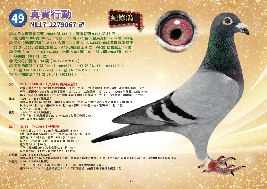 NL17-1279067♂〔真實行動〕	 ◎	本身入賞蓬圖瓦茲14688羽148位、蓬圖瓦茲6902羽82位、魁夫蘭5188羽185位、阿瑟5012羽221位、聖馬克斯8755羽396位 ◎	同父〔11-433〕奧林匹克代表鴿、亞精頓NPO7796羽2位 ◎	同父〔MARIANNE〕12-845入賞2012年SS G-IJSSEL幼鴿速度冠軍鴿王、SS G-IJSSEL幼鴿冠軍鴿王、AFD幼鴿鴿王4位、WHZB幼鴿鴿王14位 ◎	同母〔FIDEEL384〕14-384、南圖5941羽1位、魁夫蘭2968羽1位、魁夫蘭1854羽1位 ◎	威廉迪布恩冠軍鴿王〔奧林匹克颶 父：NL10-1688185〔奧林匹克颶風號〕 本身入賞2010年TBOTB全國幼鴿鴿王3位、2010年SS幼鴿鴿王1位、2011年奧林匹克鴿王3位 2007年TBOTB幼鴿王全國5位、2008年SS鴿王2位〔藍色火焰〕半姊妹作出 ［暴風號×神話號］直子 〔非凡號×芬娜〕直孫 直子［奧林匹克福祿馬］入賞2013年奧林匹克全能鴿王5位 直子［颱風號］裡斯昆16450羽3位、曼特斯20506羽3位、NPO圖爾斯11759羽19位 直子［瑪麗安］2012年SS速度鴿王1位、2012年幼鴿鴿王1位、2012年WHZB全國最佳幼鴿14位 直孫〔14-135〕入賞WHZB/TBOTB長距離鴿王13位、NPO長距離鴿王19位 直孫〔16-642〕入賞2016年NPO幼鴿鴿王9位 直孫〔16-335〕入賞2016年NPO幼鴿鴿王10位 孫女NL16-1525430〔全能雌鴿王〕2017年荷蘭全國一歲鴿十場比賽綜合鴿王2位 孫女BE16-6128532入賞2017查特路4398羽1位、14955羽3位，瑞克賀爾曼使翔 外孫16-472〔超級颶風〕2019年奧林匹克速度鴿王荷蘭4位、2018年FCI全國一歲鴿鴿王2位等   祖父：NL06-1071836〔暴風號〕 本身2007年TBOTB一歲鴿王全國5位、2007年TBOTB速度/中距離鴿王全國10位、貝洛尼968羽3位、道飛爾3424羽3位、密爾4359羽4位、波朗6601羽10位、貝洛尼22790羽13位 賀列曼-裘斯特本舍〔飛天馬］直子 作出2010年TBOTB幼鴿王全國3位、2011年奧林匹克鴿王3位〔奧林匹克颶風號〕   祖母：NL06-1071928〔神話號〕 本身入賞龐莫羅693羽1位、龐莫羅2749羽3位、阿布利2764羽省賽1位、貝洛尼22790羽24位、史坦貝克6762羽31位、道飛爾7544羽64位 直子〔奧林匹克颶風號〕2010年TBOTB幼鴿王全國3位、2011年奧林匹克鴿王3位 半姊妹〔藍色火焰〕2007年TBOTB幼鴿王全國5位、2008年SS.GIJ鴿王2位 賀列曼-裘斯特賀列曼-裘斯特超級種鴿配對〔非凡號×芬娜〕直女   母：NL11-1742263〔快樂號〕	 本身入賞2011年TBOTB全國幼鴿鴿王18位、2011年全國第五區鴿王4位、2011年SS.G-IJ.鴿王4位、龐莫羅2342羽1位、聖斯28413羽20位、貝洛尼19278羽17位、 南提爾8986羽40位、道飛爾5229羽28位 子代［費德爾384］入賞南圖5941羽1位、魁夫蘭2968羽1位、魁夫蘭1854羽1位等   外祖父：NL08-1543373〔杜克斯〕 2010年WHZB南圖鴿王6位、全國第五區中距離鴿王3位、2010 年史坦貝克2447羽1位、尼維爾4853羽5位、貝洛尼10730羽25位、龐莫羅4611羽32位、貝洛尼2443羽19位 ［杜勒斯］X［唐娜］   外祖母：NL08-1543605〔貝蒂〕 本身2010年WHZB鴿王全國8位、2010年TBOTB全距離鴿王全國5位  奧爾良斯3894羽1位、奧爾良斯10375羽5位、貝洛尼10730羽12位、 尼維爾4853羽6位、艾佩尼7425羽10位 直子〔11-263〕2011年SS幼鴿王2位、2011年幼鴿全國第5區4位 半姊妹〔奧林匹克安妮塔〕2005年奧林匹克中距離鴿王、2004年維奇全國1位 黃金配對［吉伯特］X［飛天馬］作出，［吉伯特］入賞2002年WHZB鴿王8位  直孫女NL6-1525430〔全能雌鴿王〕2017年荷蘭全國一歲鴿十場比賽綜合鴿王2位