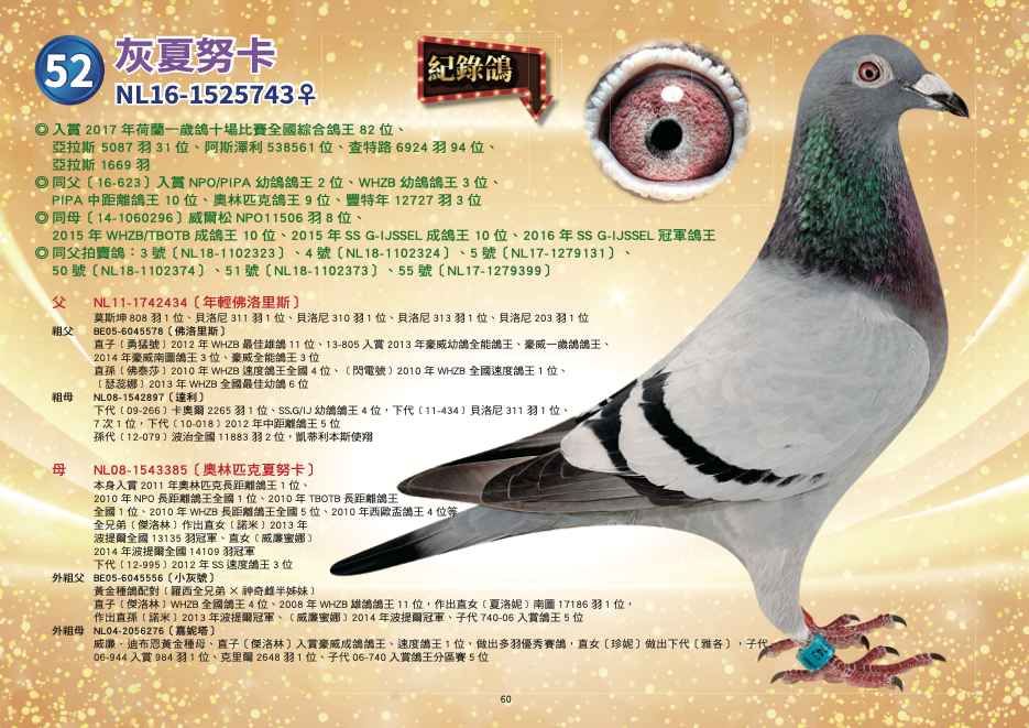 NL16-1525743♀〔灰夏努卡〕	 ◎	本身入賞2017年荷蘭一歲鴿十場比賽全國綜合鴿王82位、亞拉斯 5087羽31位、阿斯澤利538561位、查特路6924羽94位、亞拉斯1669羽 ◎	同父〔16-623〕入賞NPO/PIPA幼鴿鴿王2位、WHZB幼鴿鴿王3位、PIPA中距離鴿王10位、奧林匹克鴿王9位、豐特年12727羽3位 ◎	同母〔14-1060296〕威爾松NPO11506羽8位、2015年WHZB/TBOTB成鴿鴿王10位、2015年SS G-IJSSEL成鴿鴿王10位、2016年SS G-IJSSEL冠軍鴿王 ◎	威廉迪布恩五冠鴿王〔年輕 父：NL11-1742434〔年輕佛洛里斯〕 莫斯坤808羽1位、 貝洛尼311羽1位、 貝洛尼310羽1位、 貝洛尼313羽1位、 貝洛尼203羽1位、 *子代16-623 入賞NPO幼鴿鴿王1位、 WHZB幼鴿鴿王3位、 豐特年12727羽3位、 艾斯澤莉4481羽8位、 魁夫蘭4237羽6位、 聖馬克斯2672羽17位、 蓬圖瓦茲2490羽26位、 貝洛尼3141羽6位、 艾斯4496羽6位、 *下代NL16-1525743〔灰夏努卡〕 2017年荷蘭一歲鴿十場比賽全國綜合鴿王82位   祖父：BE05-6045578〔佛洛里斯〕 本身入賞2006年聯合會速度鴿王2位、2006年晚生鴿王2位、2006年豪威鴿王、貝洛尼18774羽8位、貝洛尼12142羽23位、貝洛尼38955羽83位、史坦貝克4900羽23位、莫斯科恩6217羽41位 直子［勇猛號］2012年WHZB最佳雄鴿11位、13-805入賞2013年豪威幼鴿全能鴿王、豪威一歲鴿鴿王、2014年豪威南圖鴿王3位、豪威全能鴿王3位 直孫［佛泰莎］2010年WHZB速度鴿王全國4位、［閃電號］2010年WHZB 全國速度鴿王1位、［瑟蕊娜］2013年WHZB全國最佳幼鴿6位   祖母：NL08-1542897〔達利〕 下代［09-266］卡奧爾2265羽1位、SS.G/IJ幼鴿鴿王4位 下代［11-434］貝洛尼311羽1位、7次1位 下代［10-018］2012年中距離鴿王5位 孫代［12-079］波治全國11883羽2位，凱蒂利本斯使翔   母：NL08-1543385〔奧林匹克夏努卡〕	 本身入賞2011年奧林匹克長距離鴿王1位、2010年長距離鴿王全國第5區1位、2010年NPO長距離鴿王全國1位、2010年TBOTB長距離鴿王全國1位、2010年WHZB長距離鴿王全國5位、2010年西歐盃鴿王4位、奧爾良斯6951羽3位、奧爾良斯10375羽8位、圖爾斯9061羽8位、聖昆丁8851羽17位、維爾松11674羽26位 全兄弟［傑洛林］作出直女［諾米］2013年波提爾全國13135羽冠軍、直女［威廉蜜娜］2014年波提爾全國14109羽冠軍 下代［12-995］2012年SS速度鴿王3位  外祖父：BE05-6045556〔小灰號〕 賀列曼-裘斯特黃金種鴿配對［羅西全兄弟×神奇雌半姊妹］作出 直女〔奧林匹克夏努卡〕2010年NPO長距離鴿王全國1位、2011年奧林匹克鴿王1位、TBOTB奧林匹克鴿王1位、奧林匹克波蘭長距離鴿王、944-06梅倫984羽1位、克里爾2648羽1位、克里爾34117羽5位、直子［傑洛林］WHZB全國鴿王4位、2008年WHZB雄鴿鴿王11位，作出直女［夏洛妮］南圖17186羽1位，作出直孫［諾米］2013年波提爾冠軍、［威廉蜜娜］2014年波提爾冠軍、子代740-06入賞鴿王5位  外祖母：NL04-2056276〔嘉妮塔〕 威廉．迪布恩黃金種母 ［奧林匹克雄獅祖父］XNPO蒙塔奇全國鴿王1位［蒙塔奇雌］作出 *直女〔奧林匹克夏努卡〕入賞2011年奧林匹克長距離鴿王、2010年NPO長距離鴿王全國1位、TBOTB鴿王1位 *直子〔傑洛林〕入賞豪威成鴿鴿王、速度鴿王1位，做出多羽優秀賽鴿 *直女〔珍妮〕做出下代〔雅各〕 子代06-944入賞984羽1位、克里爾2648羽1位、 子代06-740入賞鴿王分區賽5位