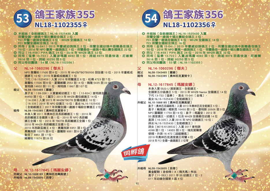 NL18-1102355♀〔鴿王家族355〕	 ◎	半姐妹〔全能雌鴿王〕NL16-1525430入賞荷蘭全國一歲鴿十場比賽綜合鴿王2位、FCI荷蘭一歲鴿全國鴿王6位、WHZB全國鴿王14位、FCI荷蘭全國綜合鴿王16位 ◎	同母［金塊15-041］2015年豪威幼鴿鴿王2位、荷蘭全國幼鴿中距離最佳鴿王50位、2016年NPO豪萬一歲鴿鴿王1位、荷蘭最佳一歲鴿十場比賽全國鴿王22位 ◎	同父［16-459］PIPA鴿王24位、2016年WHZB鴿王32位 ◎	同母〔猛拳13-722〕入賞波瑪羅4092羽1位，跨組8979羽最快速、尼維爾5616羽1位、跨組30250羽5 父：NL14-1060296〔傑夫〕 威廉迪布恩本舍 NPO韋爾松11506羽8位、 2015年WHZB/TBOTB3500羽全國10位、 2015年豪威成鴿鴿王10位、 2016年豪威成鴿鴿王1位、 下代16-1525459入賞2016年荷蘭鴿王6位 杜佛4723羽7位、 韋爾松11506羽8位、 夏爾維爾2552羽14位、 佩隆5435羽33位、 查特路14602羽131位、 南特路11867羽107位  祖父：NL08-1543465〔羅維〕 本身亞精頓3128羽1位、阿比利斯2607羽15位、聖昆丁11353羽73位、亞精頓6503羽全國7位、貝洛尼22790羽24位、龐莫羅2749羽3位、史坦貝克6762羽31位、道飛爾7544羽64位、聖昆丁8851羽85位等 半兄弟〔席丹〕2009年TBOTB速度鴿王/中距離鴿王全國2位、2008年NPO速度鴿王全國6位 半姊妹〔灰喜愛號〕2009年長距離全國第5區鴿王 直子女：［09-206］入賞豪威幼鴿鴿王1位 〔麗莎〕入賞2013年WHZB最佳雌鴿王14位 〔12-824〕入賞查特路全國49450羽7位 〔14-296〕入賞2015年WHZB/TBOTB全國成鴿鴿王10位 〔16-335〕入賞2016年NPO幼鴿鴿王10位 直女NL16-1525430〔全能雌鴿王〕2017年荷蘭全國一歲鴿十場比賽綜合鴿王2位   祖母：NL08-1543385〔奧林匹克夏努卡〕 本身入賞2011年奧林匹克長距離鴿王1位、2010年長距離鴿王全國第5區1位、2010年NPO長距離鴿王全國1位、2010年TBOTB長距離鴿王全國1位、2010年WHZB長距離鴿王全國5位、2010年西歐盃鴿王4位、奧爾良斯6951羽3位、奧爾良斯10375羽8位、圖爾斯9061羽8位、聖昆丁8851羽17位、維爾松11674羽26位 全兄弟［傑洛林］作出直女［諾米］2013年波提爾全國13135羽冠軍、直女［威廉蜜娜］2014年波提爾全國14109羽冠軍 下代［12-995］2012年SS速度鴿王3位、〔12-996〕2012年全國第五區鴿王12位、2013年全國第五區中距離鴿王7位、2014年豪威南圖鴿王1位 下代〔14-234〕全國第五區幼鴿鴿王11位 下代〔14-296〕2015年WHZB/TBOTB全國成鴿鴿王10位、2016年豪威全能鴿王1位 下代NL16-1525743〔灰夏努卡〕2017年荷蘭一歲鴿十場比賽全國綜合鴿王82位   母：NL12-1617845〔瑪麗安娜〕	 威廉迪布恩本舍 本身入賞SS.G-IJ速度鴿王、全能鴿王、全國第五分區鴿王5位、2013年WHZB Nantor全國鴿王14位 下代13-722〔猛拳〕入賞波瑪羅4092羽1位，跨組8979羽最快速、尼維爾5616羽1位、跨組30250羽5位 直女15-041〔金塊〕入賞2015年豪威幼鴿鴿王2位、NPO全國幼鴿鴿王23位、2015年荷蘭全國幼鴿中距離最佳鴿王50位 直女14-135入賞2015年WHZB/TBOTB長距離鴿王13位、2015年NPO長距離鴿王19位等 直女NL16-1525430〔全能雌  外祖父：NL10-1688185〔奧林匹克颶風號〕 本身入賞2010年TBOTB全國幼鴿鴿王3位、2010年SS幼鴿鴿王1位、2011年奧林匹克鴿王3位 2007年TBOTB幼鴿王全國5位、2008年SS鴿王2位〔藍色火焰〕半姊妹作出 ［暴風號×神話號］直子 〔非凡號×芬娜〕直孫 直子［奧林匹克福祿馬］入賞2013年奧林匹克全能鴿王5位 直子［颱風號］裡斯昆16450羽3位、曼特斯20506羽3位、NPO圖爾斯11759羽19位 直子［瑪麗安］2012年SS速度鴿王1位、2012年幼鴿鴿王1位、2012年WHZB全國最佳幼鴿14位 直孫〔14-135〕入賞WHZB/TBOTB長距離鴿王13位、NPO長距離鴿王19位 直孫〔16-642〕入賞2016年NPO幼鴿鴿王9位 直孫〔16-335〕入賞2016年NPO幼鴿鴿王10位 孫女NL16-1525430〔全能雌鴿王〕2017年荷蘭全國一歲鴿十場比賽綜合鴿王2位 孫女BE16-6128532入賞2017查特路4398羽1位、14955羽3位，瑞克賀爾曼使翔 外孫16-472〔超級颶風〕2019年奧林匹克速度鴿王荷蘭4位、2018年FCI全國一歲鴿鴿王2位等   外祖母：NL08-1543605〔貝蒂〕 本身2010年WHZB鴿王全國8位、2010年TBOTB全距離鴿王全國5位  奧爾良斯3894羽1位、奧爾良斯10375羽5位、貝洛尼10730羽12位、 尼維爾4853羽6位、艾佩尼7425羽10位 直子〔11-263〕2011年SS幼鴿王2位、2011年幼鴿全國第5區4位 半姊妹〔奧林匹克安妮塔〕2005年奧林匹克中距離鴿王、2004年維奇全國1位 黃金配對［吉伯特］X［飛天馬］作出，［吉伯特］入賞2002年WHZB鴿王8位  直孫女NL6-1525430〔全能雌鴿王〕2017年荷蘭全國一歲鴿十場比賽綜合鴿王2位NL18-1102356♀〔鴿王家族356〕	 ◎	半姐妹〔全能雌鴿王〕NL16-1525430入賞荷蘭全國一歲鴿十場比賽綜合鴿王2位、FCI荷蘭一歲鴿全國鴿王6位、WHZB全國鴿王14位、FCI荷蘭全國綜合鴿王16位 ◎	同母［金塊15-041］2015年豪威幼鴿鴿王2位、荷蘭全國幼鴿中距離最佳鴿王50位、2016年NPO豪萬一歲鴿鴿王1位、荷蘭最佳一歲鴿十場比賽全國鴿王22位 ◎	同父［16-459］PIPA鴿王24位、2016年WHZB鴿王32位 ◎	同母〔猛拳13-722〕入賞波瑪羅4092羽1位，跨組8979羽最快速、尼維爾5616羽1位、跨組30250羽5 父：NL14-1060296〔傑夫〕 威廉迪布恩本舍 NPO韋爾松11506羽8位、 2015年WHZB/TBOTB3500羽全國10位、 2015年豪威成鴿鴿王10位、 2016年豪威成鴿鴿王1位、 下代16-1525459入賞2016年荷蘭鴿王6位 杜佛4723羽7位、 韋爾松11506羽8位、 夏爾維爾2552羽14位、 佩隆5435羽33位、 查特路14602羽131位、 南特路11867羽107位  祖父：NL08-1543465〔羅維〕 本身亞精頓3128羽1位、阿比利斯2607羽15位、聖昆丁11353羽73位、亞精頓6503羽全國7位、貝洛尼22790羽24位、龐莫羅2749羽3位、史坦貝克6762羽31位、道飛爾7544羽64位、聖昆丁8851羽85位等 半兄弟〔席丹〕2009年TBOTB速度鴿王/中距離鴿王全國2位、2008年NPO速度鴿王全國6位 半姊妹〔灰喜愛號〕2009年長距離全國第5區鴿王 直子女：［09-206］入賞豪威幼鴿鴿王1位 〔麗莎〕入賞2013年WHZB最佳雌鴿王14位 〔12-824〕入賞查特路全國49450羽7位 〔14-296〕入賞2015年WHZB/TBOTB全國成鴿鴿王10位 〔16-335〕入賞2016年NPO幼鴿鴿王10位 直女NL16-1525430〔全能雌鴿王〕2017年荷蘭全國一歲鴿十場比賽綜合鴿王2位   祖母：NL08-1543385〔奧林匹克夏努卡〕 本身入賞2011年奧林匹克長距離鴿王1位、2010年長距離鴿王全國第5區1位、2010年NPO長距離鴿王全國1位、2010年TBOTB長距離鴿王全國1位、2010年WHZB長距離鴿王全國5位、2010年西歐盃鴿王4位、奧爾良斯6951羽3位、奧爾良斯10375羽8位、圖爾斯9061羽8位、聖昆丁8851羽17位、維爾松11674羽26位 全兄弟［傑洛林］作出直女［諾米］2013年波提爾全國13135羽冠軍、直女［威廉蜜娜］2014年波提爾全國14109羽冠軍 下代［12-995］2012年SS速度鴿王3位、〔12-996〕2012年全國第五區鴿王12位、2013年全國第五區中距離鴿王7位、2014年豪威南圖鴿王1位 下代〔14-234〕全國第五區幼鴿鴿王11位 下代〔14-296〕2015年WHZB/TBOTB全國成鴿鴿王10位、2016年豪威全能鴿王1位 下代NL16-1525743〔灰夏努卡〕2017年荷蘭一歲鴿十場比賽全國綜合鴿王82位   母：NL12-1617845〔瑪麗安娜〕	 威廉迪布恩本舍 本身入賞SS.G-IJ速度鴿王、全能鴿王、全國第五分區鴿王5位、2013年WHZB Nantor全國鴿王14位 下代13-722〔猛拳〕入賞波瑪羅4092羽1位，跨組8979羽最快速、尼維爾5616羽1位、跨組30250羽5位 直女15-041〔金塊〕入賞2015年豪威幼鴿鴿王2位、NPO全國幼鴿鴿王23位、2015年荷蘭全國幼鴿中距離最佳鴿王50位 直女14-135入賞2015年WHZB/TBOTB長距離鴿王13位、2015年NPO長距離鴿王19位等 直女NL16-1525430〔全能雌  外祖父：NL10-1688185〔奧林匹克颶風號〕 本身入賞2010年TBOTB全國幼鴿鴿王3位、2010年SS幼鴿鴿王1位、2011年奧林匹克鴿王3位 2007年TBOTB幼鴿王全國5位、2008年SS鴿王2位〔藍色火焰〕半姊妹作出 ［暴風號×神話號］直子 〔非凡號×芬娜〕直孫 直子［奧林匹克福祿馬］入賞2013年奧林匹克全能鴿王5位 直子［颱風號］裡斯昆16450羽3位、曼特斯20506羽3位、NPO圖爾斯11759羽19位 直子［瑪麗安］2012年SS速度鴿王1位、2012年幼鴿鴿王1位、2012年WHZB全國最佳幼鴿14位 直孫〔14-135〕入賞WHZB/TBOTB長距離鴿王13位、NPO長距離鴿王19位 直孫〔16-642〕入賞2016年NPO幼鴿鴿王9位 直孫〔16-335〕入賞2016年NPO幼鴿鴿王10位 孫女NL16-1525430〔全能雌鴿王〕2017年荷蘭全國一歲鴿十場比賽綜合鴿王2位 孫女BE16-6128532入賞2017查特路4398羽1位、14955羽3位，瑞克賀爾曼使翔 外孫16-472〔超級颶風〕2019年奧林匹克速度鴿王荷蘭4位、2018年FCI全國一歲鴿鴿王2位等   外祖母：NL08-1543605〔貝蒂〕 本身2010年WHZB鴿王全國8位、2010年TBOTB全距離鴿王全國5位  奧爾良斯3894羽1位、奧爾良斯10375羽5位、貝洛尼10730羽12位、 尼維爾4853羽6位、艾佩尼7425羽10位 直子〔11-263〕2011年SS幼鴿王2位、2011年幼鴿全國第5區4位 半姊妹〔奧林匹克安妮塔〕2005年奧林匹克中距離鴿王、2004年維奇全國1位 黃金配對［吉伯特］X［飛天馬］作出，［吉伯特］入賞2002年WHZB鴿王8位  直孫女NL6-1525430〔全能雌鴿王〕2017年荷蘭全國一歲鴿十場比賽綜合鴿王2位