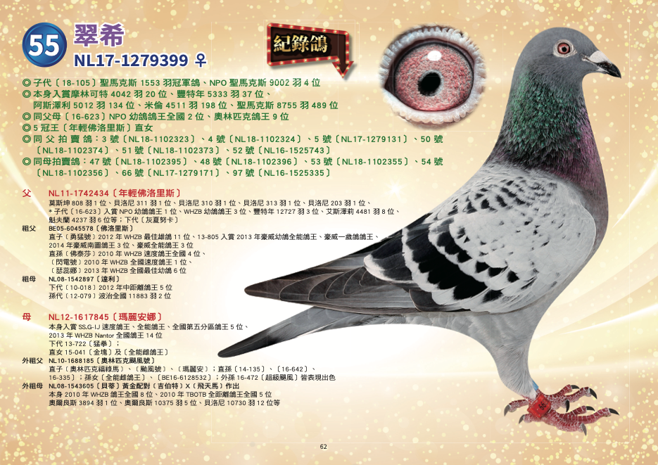 NL17-1279399♀〔翠希〕	 ◎	子代〔18-105〕聖馬克斯1553羽冠軍鴿、NPO聖馬克斯9002羽4位 ◎	本身入賞摩林可特4042羽20位、豐特年5333羽37位、阿斯澤利5012羽134位、米倫4511羽198位、聖馬克斯8755羽489位 ◎	同父母〔16-623〕NPO幼鴿鴿王全國2位、奧林匹克鴿王9位 ◎	5冠王〔年輕佛洛里斯〕直女 父：NL11-1742434〔年輕佛洛里斯〕 莫斯坤808羽1位、 貝洛尼311羽1位、 貝洛尼310羽1位、 貝洛尼313羽1位、 貝洛尼203羽1位、 *子代16-623 入賞NPO幼鴿鴿王1位、 WHZB幼鴿鴿王3位、 豐特年12727羽3位、 艾斯澤莉4481羽8位、 魁夫蘭4237羽6位、 聖馬克斯2672羽17位、 蓬圖瓦茲2490羽26位、 貝洛尼3141羽6位、 艾斯4496羽6位、 *下代NL16-1525743〔灰夏努卡〕 2017年荷蘭一歲鴿十場比賽全國綜合鴿王82位   祖父：BE05-6045578〔佛洛里斯〕 本身入賞2006年聯合會速度鴿王2位、2006年晚生鴿王2位、2006年豪威鴿王、貝洛尼18774羽8位、貝洛尼12142羽23位、貝洛尼38955羽83位、史坦貝克4900羽23位、莫斯科恩6217羽41位 直子［勇猛號］2012年WHZB最佳雄鴿11位、13-805入賞2013年豪威幼鴿全能鴿王、豪威一歲鴿鴿王、2014年豪威南圖鴿王3位、豪威全能鴿王3位 直孫［佛泰莎］2010年WHZB速度鴿王全國4位、［閃電號］2010年WHZB 全國速度鴿王1位、［瑟蕊娜］2013年WHZB全國最佳幼鴿6位   祖母：NL08-1542897〔達利〕 下代［09-266］卡奧爾2265羽1位、SS.G/IJ幼鴿鴿王4位 下代［11-434］貝洛尼311羽1位、7次1位 下代［10-018］2012年中距離鴿王5位 孫代［12-079］波治全國11883羽2位，凱蒂利本斯使翔   母：NL12-1617845〔瑪麗安娜〕	 威廉迪布恩本舍 本身入賞SS.G-IJ速度鴿王、全能鴿王、全國第五分區鴿王5位、2013年WHZB Nantor全國鴿王14位 下代13-722〔猛拳〕入賞波瑪羅4092羽1位，跨組8979羽最快速、尼維爾5616羽1位、跨組30250羽5位 直女15-041〔金塊〕入賞2015年豪威幼鴿鴿王2位、NPO全國幼鴿鴿王23位、2015年荷蘭全國幼鴿中距離最佳鴿王50位 直女14-135入賞2015年WHZB/TBOTB長距離鴿王13位、2015年NPO長距離鴿王19位等 直女NL16-1525430〔全能雌  外祖父：NL10-1688185〔奧林匹克颶風號〕 本身入賞2010年TBOTB全國幼鴿鴿王3位、2010年SS幼鴿鴿王1位、2011年奧林匹克鴿王3位 2007年TBOTB幼鴿王全國5位、2008年SS鴿王2位〔藍色火焰〕半姊妹作出 ［暴風號×神話號］直子 〔非凡號×芬娜〕直孫 直子［奧林匹克福祿馬］入賞2013年奧林匹克全能鴿王5位 直子［颱風號］裡斯昆16450羽3位、曼特斯20506羽3位、NPO圖爾斯11759羽19位 直子［瑪麗安］2012年SS速度鴿王1位、2012年幼鴿鴿王1位、2012年WHZB全國最佳幼鴿14位 直孫〔14-135〕入賞WHZB/TBOTB長距離鴿王13位、NPO長距離鴿王19位 直孫〔16-642〕入賞2016年NPO幼鴿鴿王9位 直孫〔16-335〕入賞2016年NPO幼鴿鴿王10位 孫女NL16-1525430〔全能雌鴿王〕2017年荷蘭全國一歲鴿十場比賽綜合鴿王2位 孫女BE16-6128532入賞2017查特路4398羽1位、14955羽3位，瑞克賀爾曼使翔 外孫16-472〔超級颶風〕2019年奧林匹克速度鴿王荷蘭4位、2018年FCI全國一歲鴿鴿王2位等   外祖母：NL08-1543605〔貝蒂〕 本身2010年WHZB鴿王全國8位、2010年TBOTB全距離鴿王全國5位  奧爾良斯3894羽1位、奧爾良斯10375羽5位、貝洛尼10730羽12位、 尼維爾4853羽6位、艾佩尼7425羽10位 直子〔11-263〕2011年SS幼鴿王2位、2011年幼鴿全國第5區4位 半姊妹〔奧林匹克安妮塔〕2005年奧林匹克中距離鴿王、2004年維奇全國1位 黃金配對［吉伯特］X［飛天馬］作出，［吉伯特］入賞2002年WHZB鴿王8位  直孫女NL6-1525430〔全能雌鴿王〕2017年荷蘭全國一歲鴿十場比賽綜合鴿王2位