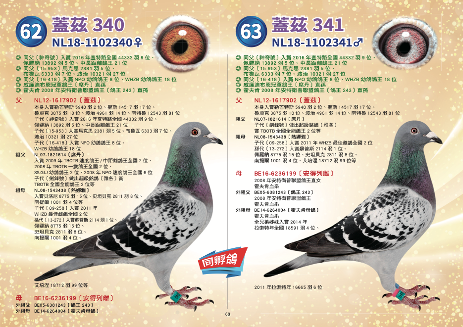 NL18-1102340♀〔蓋茲340〕	 ◎	同父〔神奇號〕入賞2016年查特路全國44332羽9位、佩羅納13892羽5位、中長距離鴿王21位 ◎	同父〔15-953〕馬克思2381羽5位、布魯瓦6333羽7位、波治10321羽27位 ◎	同父〔16-418〕入賞NPO幼鴿鴿王8位、WHZB幼鴿鴿王18位 ◎	威廉迪布恩冠軍鴿王〔席丹〕直孫 ◎	霍夫肯2008 年安特衛普聯盟鴿王〔鴿王243〕直孫 父：NL12-1617902〔蓋茲〕 本身入賞勒芒特斯5940羽2位、聖斯14517羽17位、魯飛克3875羽10位、波治4961羽14位、南特魯12543羽81位 子女［神奇號］入賞2016年查特路全國44332羽9位、佩羅納13892羽5位、中長距離鴿王21位 直子女〔15-953〕入賞馬克思2381羽5位、布魯瓦6333羽7位、波治10321羽27位 直子女〔16-418〕入賞NPO幼鴿鴿王8位、WHZB幼鴿鴿王18位 下代NL16-1525691〔席丹孫女〕2017年荷蘭一歲鴿十場比賽全國綜合鴿王98位 下代NL15-1706953〔漂亮蓋茲〕2017年荷蘭長距離三場比賽全國最佳鴿王32位   祖父：NL07-1821614〔席丹〕 本身入賞2009年TBOTB速度鴿王/中距離鴿王全國2位、2008年TBOTB一歲鴿王全國2位、SS.GIJ幼鴿鴿王2位、2008年NPO速度鴿王全國6位 出自［奧林匹克雄獅×喜愛號］ 全姐妹〔灰喜愛號〕2009年長距離全國第5區鴿王、2009年WHZB最佳鴿王全國14位、SS.GIJ鴿王2位、貝洛尼21688羽1位43623羽最快速、奧爾良10375羽1位 直女［莎朵拉］全距離鴿王1位、直子［法朗克］2011年TBOTB鴿王全國5位、下代［09-357］史坦貝克1994羽1位、史坦貝克1992羽3位 直 直子〔劍鋒號〕做出超級銘鴿〔雅各〕賞TBOTB全國全能鴿王2位等 孫女〔奧林匹克安潔莉娜〕2013年奧林匹克鴿王2位、2012年荷蘭全國鴿王5位等 直孫15-132〔神奇號〕查特路全國47453羽9位 直孫〔15-1707081〕2016年最佳一歲鴿鴿王十場比賽全國23位、查特路47453羽3位、波治NPO 13431羽9位 直孫16-1525349入賞2016年NPO全國幼鴿鴿王5位 直孫16-1525418入賞2016年NPO全國幼鴿鴿王8位、WHZB幼鴿鴿王18位 直孫16-1525642入賞2016年NPO全國幼鴿鴿王9位 直孫16-1525457入賞2017年荷蘭全國一歲鴿十場比賽綜合鴿王9位、豪威全能鴿王2位、中距離鴿王5位   祖母：NL08-1543438〔熱娜雅〕 威廉・迪布恩本舍 貝洛尼8775羽 15位、史坦貝克2811羽 8位、南提爾1001羽 4位、艾佩尼18712羽99位、史坦貝克6612羽70位 半姊妹［奧林匹克安妮塔］奧林匹克中距離鴿王 半兄弟［暴風號］作出2010年TBOTB幼鴿王全國3位［奧林匹克颶風號］ 下代09-258入賞2011年WHZB最佳雌鴿全國2位 下代12-902入賞曼特斯2117羽1位、聖斯14512羽17位、NPO魯飛克3875羽10位 孫代13-272入賞蘇普斯2114羽1位、佩羅納8775羽15位、史坦貝克2811羽8位、南提爾1001羽4位、艾培涅18712羽99位等   母：BE16-6236199〔安得列雌〕	 2008年安特衛普聯盟鴿王直女 霍夫肯血系  外祖父：BE05-6381243〔鴿王243〕 2008年安特衛普聯盟鴿王 霍夫肯血系  外祖母：BE14-6264004〔霍夫肯母鴿〕 霍夫肯血系 全兄弟姊妹入賞2014年拉索特年全國18591羽4位、2011年拉索特年16665羽6位