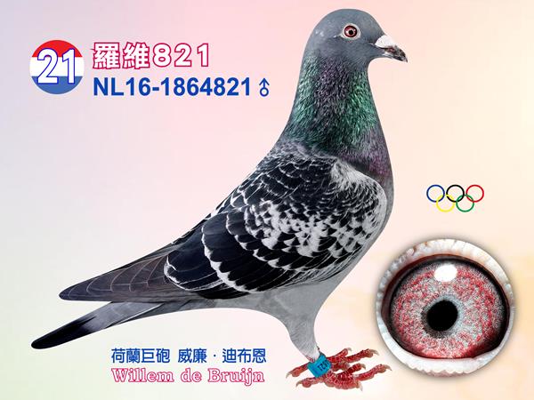 NL16-1864821 ♂【羅維直子821】    2012年荷蘭全國第五分區全能鴿王12位、中距離鴿王7位、2014年豪威全能鴿王1位［拉法］直子、 入賞亞精頓3128羽1位、亞精頓6503羽全國7位、貝洛尼 22790羽 24位［羅維］直子 入賞豪威幼鴿鴿王1位［206/09］半弟 入賞2013年WHZB最佳雌鴿王14位「麗莎」半弟 入賞2015年NPO幼鴿鴿王6位、2016年南圖鴿王1位、2016年豪威成鴿鴿王8位「15-927」半弟 同父拍賣鴿：20、58、89 同母拍賣鴿：20 父：NL08-1543465【羅維】 本身亞精頓3128羽1位、阿比利斯2607羽15位、聖昆丁11353羽73位、亞精頓6503羽全國7位、貝洛尼22790羽24位、龐莫羅2749羽3位、史坦貝克6762羽31位、道飛爾7544羽64位、聖昆丁8851羽85位等 半兄弟〔席丹〕2009年TBOTB速度鴿王/中距離鴿王全國2位、2008年NPO速度鴿王全國6位 半姊妹〔灰喜愛號〕2009年長距離全國第5區鴿王 直子女：［09-206］入賞豪威幼鴿鴿王1位 「麗莎」入賞2013年WHZB最佳雌鴿王14位 「12-824」入賞查特路全國49450羽7位 「14-296」入賞2015年WHZB/TBOTB全國成鴿鴿王10位 「16-335」入賞2016年NPO幼鴿鴿王10位  祖父：NL02-1641468【派特奇】 本身2003年WHZB鴿王全國7位、 阿爾登堡624羽1位、伊坦佩斯348羽1位、香緹利586羽1位、 圖爾斯442羽1位、 半姊妹〔年輕小姐〕凡賽爾世界鴿王2位、1997年WHZB幼鴿王全國6位 半兄弟〔98-042〕1999年WHZB鴿王全國6位、NPO拉斯特年8796羽全國4位 直女「羅莎琳達」入賞2009年全國第五區中距離鴿王、WHZB全國最佳雌鴿3位  祖母：BE05-6045542【喜愛號】 本身入賞2003年奧林匹克全距離鴿王、NPO速度鴿王全國第5區2位、TBOTB一歲鴿王全國10位 直子〔席丹〕2009年TBOTB速度鴿王/中距離鴿王全國2位、2008年NPO速度賽鴿王全國6位、荷蘭TBOTB一歲鴿王全國2位、［席丹］直孫［雅各］2013全國全能鴿王2位、2013年WHZB全國最佳雄鴿4位、直孫［奧林匹克安潔莉娜］2013年奧林匹克中距離代表鴿  母：NL12-1617996【拉法】 2012年荷蘭全國第五東區全能鴿王12位、中距離鴿王7位、2014年豪威全能鴿王1位、米爾3062羽5位、佩羅納13676羽41位、龐莫羅3440羽19位等 半兄弟［奈拉］南提爾14669羽1位跨組30019羽1位、曼特斯 14861羽1位跨組23851羽1位 直子女「13-717」入賞南特斯2050羽7位、佩羅納10767羽69位、佩羅納11269羽78位等 直子女「13-718」入賞佩羅納9015羽12位、南提斯2050羽33位、道飛爾4530羽79位 直子女「15-927」入賞2015年NPO幼鴿鴿王6位、2016年南圖鴿王1位、2016年豪威成鴿鴿鴿王［奧王8位 直子女「16-418」入賞NPO幼鴿鴿王8位、WHZB幼鴿鴿王18位 直孫「16-705」入賞WHZB幼鴿全國鴿王2位、EP幼鴿全國速度鴿王2位  外祖父：NL07-1822466【泰坦】 威廉．迪布恩超級種鴿〔阿波羅〕×〔莉雅〕作出 入賞奧林匹克中距離鴿王［奧林匹克安妮塔］半兄弟作出下代五羽入賞1位 直子〔08-380〕入賞2008速度/中距離幼鴿王 ［09-166］入賞克里爾338羽1位、 ［09-165］入賞阿比利斯339羽1位、 ［08-554］入賞克里爾181羽1位、克里爾245羽1位、 ［10-751］入賞阿比利斯328羽1位 直子10-012〔奈拉〕2011年南提爾14669羽1位(跨組30019羽1位)、曼特斯11778羽1位(跨組23851羽1位) 半姊妹〔奧林匹克安妮塔〕2005年奧林匹克中距離鴿王、2004年維奇全國1位 2002年NPO中距離鴿王全國4位 直孫13-176做出直子15-337〔奈羅〕入賞2015年比利時拉索特年全國幼鴿冠軍，路克西翁使翔  外祖母：NL08-1543385【奧林匹克夏努卡】 本身入賞2011年奧林匹克長距離鴿王1位、2010年長距離鴿王全國第5區1位、2010年NPO長距離鴿王全國1位、2010年TBOTB長距離鴿王全國1位、2010年WHZB長距離鴿王全國5位、2010年西歐盃鴿王4位、奧爾良斯6951羽3位、奧爾良斯10375羽8位、圖爾斯9061羽8位、聖昆丁8851羽17位、維爾松11674羽26位 全兄弟［傑洛林］作出直女［諾米］2013年波提爾全國13135羽冠軍、直女［威廉蜜娜］2014年波提爾全國14109羽冠軍 下代［12-995］2012年SS速度鴿王3位、「12-996」2012年全國第五區鴿王12位、2013年全國第五區中距離鴿王7位、2014年豪威南圖鴿王1位 下代「14-234」全國第五區幼鴿鴿王11位 下代「14-296」2015年WHZB/TBOTB全國成鴿鴿王10位、2016年豪威全能鴿王1位