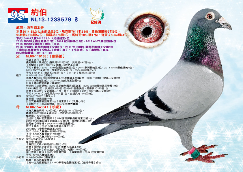 拍賣95號 NL13-1238579 ♂【約伯】	 威廉・迪布恩本舍 本身入賞2014年SS.G-IJ.全能鴿王9位、馬克斯7614羽23位、奧絲澤爾555羽2位、佑斯特7316羽57位、佩羅納378羽3位、馬特司2050羽17位、道爾夫5064羽44位、 下代15-044入賞2015年SS.G-IJ.幼鴿鴿王4位 入賞2013年TBOTB全國全能鴿王2位、2014年歐洲杯鴿王3位、2013年WHZB最佳雄鴿4位、2013年TBOTB全國2位「雅各」全弟 2010年NPO當日歸長距離鴿王全國1位、2010年WHZB當日歸長距離鴿王全國5位［奧林匹克夏努卡］全姊妹［珍妮］直子，「小灰號」Ｘ「嘉妮塔」直孫 同父母拍賣鴿：40、87、88  父：NL09-1191385【劍鋒號】 名鴿［席丹］直子 優秀賽鴿〔紮維亞］道飛爾5535羽 1位 、貝洛尼494羽1位、〔弗蘭克］2011年TBOTB全國鴿王5位之半兄弟 下代［雅各］2013年TBOTB全國全能鴿王2位、2014年歐洲杯鴿王3位、2013年WHZB最佳雄鴿4位、2013年TBOTB全國2位、萊斯坎4904羽1位、SS.GIJ全能鴿王4位 子代［10-344］蒙呂松348羽1位、［11-184］聖斯317羽1位  祖父：NL07-1821614【席丹】 本身入賞2009年TBOTB速度鴿王/中距離鴿王全國2位、2008年TBOTB一歲鴿王全國2位、SS.GIJ幼鴿鴿王2位、2008年NPO速度鴿王全國6位 出自［奧林匹克雄獅×喜愛號］ 全姐妹〔灰喜愛號〕2009年長距離全國第5區鴿王、2009年WHZB最佳鴿王全國14位、SS.GIJ鴿王2位、貝洛尼21688羽1位43623羽最快速、奧爾良10375羽1位 直女［莎朵拉］全距離鴿王1位、直子［法朗克］2011年TBOTB鴿王全國5位、下代［09-357］史坦貝克1994羽1位、史坦貝克1992羽3位 直 祖母：BE08-6177697【農夫人】 葛斯頓．范德瓦爾本舍 出自安特衛普聯盟鴿王1位［鴿王號］X［乳酪小子］ 「乳酪小子」為超級種鴿，做出多羽優秀賽鴿  母：NL08-1543341【珍妮】 本身入賞查朗斯1428羽1位、伊波納18712羽30位、奧爾良10375羽半全國32位、伊波納5953羽58位、龐莫羅21430羽222位 全姐妹〔奧林匹克夏努卡］2010年NPO當日歸長距離鴿王全國1位、2010年WHZB當日歸長距離鴿王全國5位、2010年西歐盃鴿王4位、2011年奧林匹克鴿王1位、全兄弟［傑洛林］2008年WHZB鴿王全國4位、2008年WHZB全國最佳雄鴿11位 直子［雅各］2013年SS聯合會綜合鴿王1位、2013年TBOTB全國全能鴿王2位等 子代10-344入賞摩林科特348羽1位 子代11-184入賞聖斯317羽1位、 子代11-183入賞萊斯坎4904羽1位  外祖父：BE05-6045556【小灰號】 賀列曼-裘斯特黃金種鴿配對［羅西全兄弟×神奇雌半姊妹］作出 直女〔奧林匹克夏努卡〕2010年NPO長距離鴿王全國1位、2011年奧林匹克鴿王1位、TBOTB奧林匹克鴿王1位、奧林匹克波蘭長距離鴿王、944-06梅倫984羽1位、克里爾2648羽1位、克里爾34117羽5位、直子［傑洛林］WHZB全國鴿王4位、2008年WHZB雄鴿鴿王11位，作出直女［夏洛妮］南圖17186羽1位，作出直孫［諾米］2013年波提爾冠軍、［威廉蜜娜］2014年波提爾冠軍、子代740-06入賞鴿王5位 外祖母：NL04-2056276【嘉妮塔】 威廉．迪布恩黃金種母 ［奧林匹克雄獅祖父］XNPO蒙塔奇全國鴿王1位［蒙塔奇雌］作出 直女〔奧林匹克夏努卡〕入賞2011年奧林匹克長距離鴿王、2010年NPO長距離鴿王全國1位、TBOTB鴿王1位 直子「傑洛林」入賞豪威成鴿鴿王、速度鴿王1位，做出多羽優秀賽鴿 直女「珍妮」做出下代「雅各」 子代06-944入賞984羽1位、克里爾2648羽1位、 子代06-740入賞鴿王分區賽5位