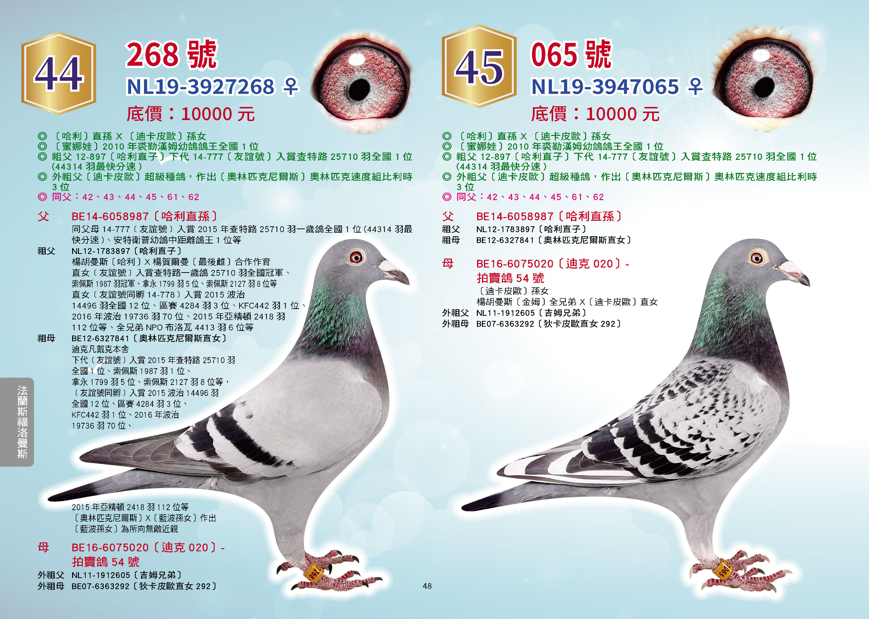拍賣號 44 NL19-3927268母〔268號〕	 ◎	〔哈利〕直孫 X 〔迪卡皮歐〕孫女 ◎	〔蜜娜娃〕2010年裘勒漢姆幼鴿鴿王全國1位 ◎	祖父12-897〔哈利直子〕下代14-777〔友誼號〕入賞查特路25710羽全國1位(44314羽最快分速) ◎	外祖父〔迪卡皮歐〕超級種鴿，作出〔奧林匹克尼爾斯〕奧林匹克速度組比利時3位 ◎	 父 BE14-6058987〔哈利直孫〕 同父母14-777［友誼號］入賞2015年查特路25710羽一歲鴿全國1位(44314羽最快分速)、安特衛普幼鴿中距離鴿王1位等  祖父 NL12-1783897〔哈利直子〕 楊胡曼斯與瑞克賀爾曼合作做出 楊胡曼斯〔哈利〕X楊賀爾曼〔最後雌〕合作做育 直女［友誼號］入賞查特路一歲鴿25710羽全國冠軍、索佩斯1987羽冠軍、拿永1799羽5位、索佩斯2127羽8位等 直女［友誼號同孵14-778］入賞2015波治14496羽全國12位、區賽4284羽3位、KFC442羽1位、2016年波治19736羽70位、2015年亞精頓2418羽112位等 全兄弟NPO布洛瓦4413羽6位等  祖母 BE12-6327841〔奧林匹克尼爾斯直女〕 迪克凡戴克本舍 下代［友誼號］入賞2015年查特路25710羽全國1位、索佩斯1987羽1位、拿永1799羽5位、索佩斯2127羽8位等，［友誼號同孵］入賞2015波治14496羽全國12位、區賽4284羽3位、KFC442羽1位、2016年波治19736羽70位、2015年亞精頓2418羽112位等 〔奧林匹克尼爾斯〕X〔藍波孫女〕做出 〔藍波孫女〕為所向無敵近親  母 BE16-6075020〔迪克020〕	 〔迪卡皮歐〕孫女 楊胡曼斯〔金姆〕全兄弟 X〔迪卡皮歐〕直女  外祖父 NL11-1912605〔吉姆兄弟〕  外祖母 BE07-6363292〔狄卡皮歐直女292〕   佔頁 0.5 拍賣號 45 NL19-3947065母〔065號〕	 ◎	〔哈利〕直孫 X 〔迪卡皮歐〕孫女 ◎	〔蜜娜娃〕2010年裘勒漢姆幼鴿鴿王全國1位 ◎	祖父12-897〔哈利直子〕下代14-777〔友誼號〕入賞查特路25710羽全國1位(44314羽最快分速) ◎	外祖父〔迪卡皮歐〕超級種鴿，作出〔奧林匹克尼爾斯〕奧林匹克速度組比利時3位 ◎	 父 BE14-6058987〔哈利直孫〕 同父母14-777［友誼號］入賞2015年查特路25710羽一歲鴿全國1位(44314羽最快分速)、安特衛普幼鴿中距離鴿王1位等  祖父 NL12-1783897〔哈利直子〕 楊胡曼斯與瑞克賀爾曼合作做出 楊胡曼斯〔哈利〕X楊賀爾曼〔最後雌〕合作做育 直女［友誼號］入賞查特路一歲鴿25710羽全國冠軍、索佩斯1987羽冠軍、拿永1799羽5位、索佩斯2127羽8位等 直女［友誼號同孵14-778］入賞2015波治14496羽全國12位、區賽4284羽3位、KFC442羽1位、2016年波治19736羽70位、2015年亞精頓2418羽112位等 全兄弟NPO布洛瓦4413羽6位等  祖母 BE12-6327841〔奧林匹克尼爾斯直女〕 迪克凡戴克本舍 下代［友誼號］入賞2015年查特路25710羽全國1位、索佩斯1987羽1位、拿永1799羽5位、索佩斯2127羽8位等，［友誼號同孵］入賞2015波治14496羽全國12位、區賽4284羽3位、KFC442羽1位、2016年波治19736羽70位、2015年亞精頓2418羽112位等 〔奧林匹克尼爾斯〕X〔藍波孫女〕做出 〔藍波孫女〕為所向無敵近親  母 BE16-6075020〔迪克020〕	 〔迪卡皮歐〕孫女 楊胡曼斯〔金姆〕全兄弟 X〔迪卡皮歐〕直女  外祖父 NL11-1912605〔吉姆兄弟〕  外祖母 BE07-6363292〔狄卡皮歐直女292〕