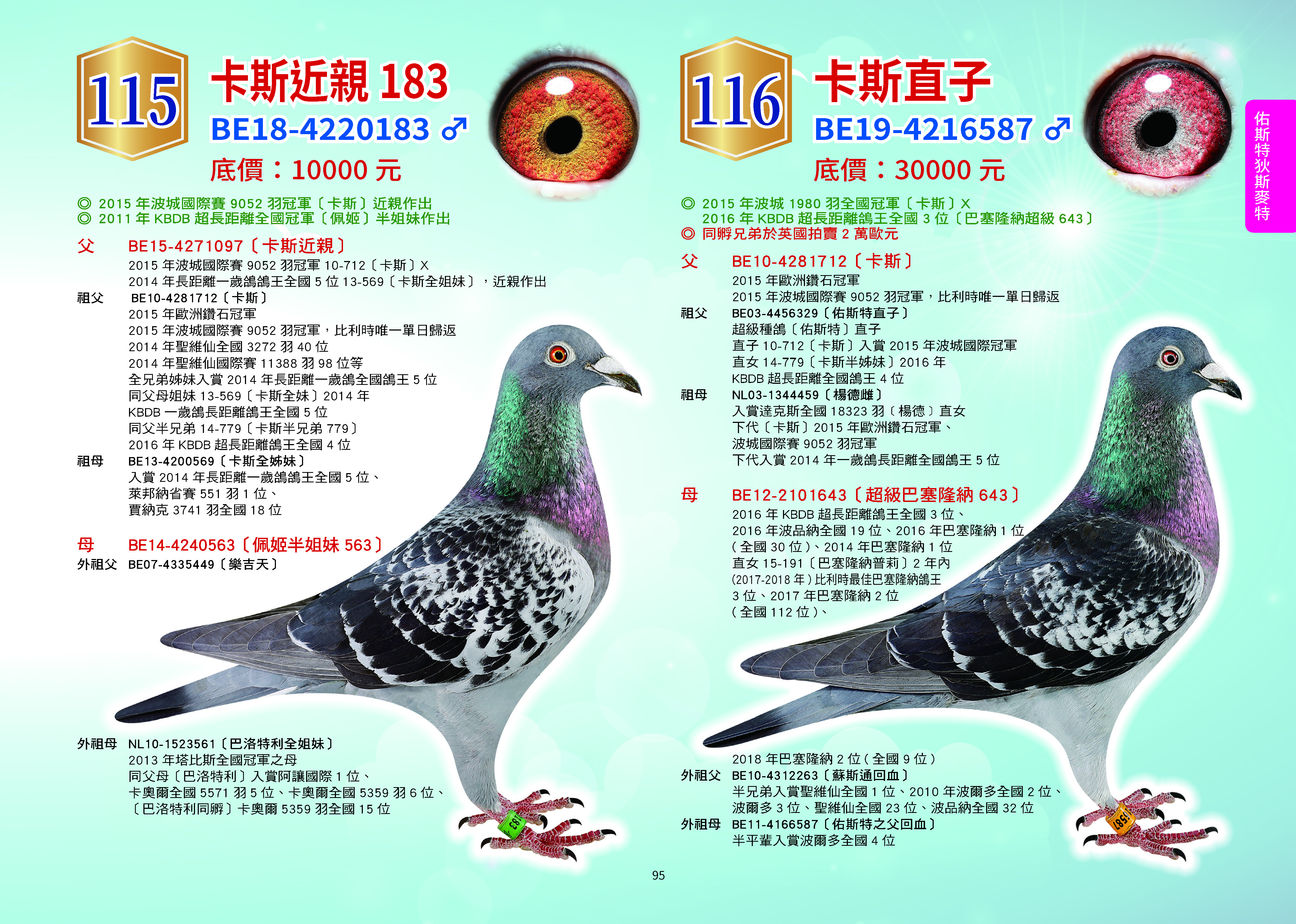 父 BE15-4271097〔卡斯近親〕 2015 年波城國際賽9052 羽冠軍10-712〔卡斯〕X 2014 年長距離一歲鴿鴿王全國5 位13-569〔卡斯全姐妹〕，近親作出 祖父 BE10-4281712〔卡斯〕 2015 年歐洲鑽石冠軍 2015 年波城國際賽9052 羽冠軍，比利時唯一單日歸返 2014 年聖維仙全國3272 羽40 位 2014 年聖維仙國際賽11388 羽98 位等 全兄弟姊妹入賞2014 年長距離一歲鴿全國鴿王5 位 同父母姐妹13-569〔卡斯全妹〕2014 年 KBDB 一歲鴿長距離鴿王全國5 位 同父半兄弟14-779〔卡斯半兄弟779〕 2016 年KBDB 超長距離鴿王全國4 位 祖母 BE13-4200569〔卡斯全姊妹〕 入賞2014 年長距離一歲鴿鴿王全國5 位、 萊邦納省賽551 羽1 位、 賈納克3741 羽全國18 位 母 BE14-4240563〔佩姬半姐妹563〕 外祖父 BE07-4335449〔樂吉天〕 外祖母 NL10-1523561〔巴洛特利全姐妹〕 2013 年塔比斯全國冠軍之母 同父母〔巴洛特利〕入賞阿讓國際1 位、 卡奧爾全國5571 羽5 位、卡奧爾全國5359 羽6 位、 〔巴洛特利同孵〕卡奧爾5359 羽全國15 位     父 BE10-4281712〔卡斯〕 2015 年歐洲鑽石冠軍 2015 年波城國際賽9052 羽冠軍，比利時唯一單日歸返 祖父 BE03-4456329〔佑斯特直子〕 超級種鴿〔佑斯特〕直子 直子10-712〔卡斯〕入賞2015 年波城國際冠軍 直女14-779〔卡斯半姊妹〕2016 年 KBDB 超長距離全國鴿王4 位 祖母 NL03-1344459〔楊德雌〕 入賞達克斯全國18323 羽﹝楊德﹞直女 下代〔卡斯〕2015 年歐洲鑽石冠軍、 波城國際賽9052 羽冠軍 下代入賞2014 年一歲鴿長距離全國鴿王5 位 母 BE12-2101643〔超級巴塞隆納643〕 2016 年KBDB 超長距離鴿王全國3 位、 2016 年波品納全國19 位、2016 年巴塞隆納1 位 ( 全國30 位)、2014 年巴塞隆納1 位 直女15-191〔巴塞隆納普莉〕2 年內 (2017-2018 年) 比利時最佳巴塞隆納鴿王 3 位、2017 年巴塞隆納2 位 ( 全國112 位)、 2018 年巴塞隆納2 位( 全國9 位) 外祖父 BE10-4312263〔蘇斯通回血〕 半兄弟入賞聖維仙全國1 位、2010 年波爾多全國2 位、 波爾多3 位、聖維仙全國23 位、波品納全國32 位 外祖母 BE11-4166587〔佑斯特之父回血〕 半平輩入賞波爾多全國4 位