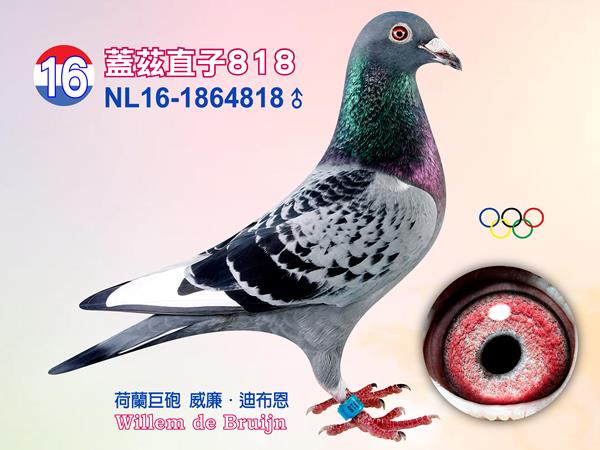 NL16-1864818 ♂【蓋茲直子818】    入賞2016年查特路全國44332羽9位、佩羅納13892羽5位、中長距離鴿王21位「神奇號」半兄弟 入賞馬克思2381羽5位「15-953」半兄弟 入賞NPO幼鴿鴿王8位、WHZB幼鴿鴿王18位「16-418」半兄弟 同父母拍賣鴿：17  父：NL12-1617902【蓋茲】 子女［神奇號］入賞2016年查特路全國44332羽9位、佩羅納13892羽5位、中長距離鴿王21位 直子女15-953入賞馬克思2381羽5位 直子女16-418入賞NPO幼鴿鴿王8位、WHZB幼鴿鴿王18位 本身入賞勒芒特斯5940羽2位、聖斯14517羽17位、魯飛克3875羽10位、波治4961羽14位、南特魯12543羽81位  祖父：NL07-1821614【席丹】 本身入賞2009年TBOTB速度鴿王/中距離鴿王全國2位、2008年TBOTB一歲鴿王全國2位、SS.GIJ幼鴿鴿王2位、2008年NPO速度鴿王全國6位 出自［奧林匹克雄獅×喜愛號］ 全姐妹〔灰喜愛號〕2009年長距離全國第5區鴿王、2009年WHZB最佳鴿王全國14位、SS.GIJ鴿王2位、貝洛尼21688羽1位43623羽最快速、奧爾良10375羽1位 直女［莎朵拉］全距離鴿王1位、直子［法朗克］2011年TBOTB鴿王全國5位、下代［09-357］史坦貝克1994羽1位、史坦貝克1992羽3位 直 祖母：NL08-1543438【熱娜雅】 威廉・迪布恩本舍 貝洛尼8775羽 15位、史坦貝克2811羽 8位、南提爾1001羽 4位、艾佩尼18712羽99位、史坦貝克6612羽70位 半姊妹［奧林匹克安妮塔］奧林匹克中距離鴿王 半姊妹［暴風號］作出2010年TBOTB幼鴿王全國3位［奧林匹克颶風號］ 下代09-258入賞尼維爾458羽1位、史坦貝克355羽1位、查特路102羽1位、2011年WHZB最佳雌鴿全國2位 下代12-902入賞曼特斯2117羽1位、聖斯14512羽17位、NPO魯飛克3875羽10位 孫代13-272入賞蘇普斯211 母：NL12-1617845【瑪麗安娜】 威廉迪布恩本舍 本身入賞SS.G-IJ速度鴿王、全能鴿王、全國第五分區鴿王5位、2013年WHZB Nantor全國鴿王14位 下代13-722「猛拳」入賞波瑪羅4092羽1位，跨組8979羽最快速、尼維爾5616羽1位、跨組30250羽5位 直女15-041入賞2015年SS.G-IJ幼鴿鴿王2位、NPO全國幼鴿鴿王23位 直女14-135入賞2015年WHZB/TBOTB長距離鴿王13位、2015年NPO長距離鴿王19位等  外祖父：NL10-1688185【奧林匹克颶風號】 本身入賞2010年TBOTB全國幼鴿鴿王3位、2010年SS幼鴿鴿王1位、2011年奧林匹克鴿王3位 2007年TBOTB幼鴿王全國5位、2008年SS鴿王2位〔藍色火焰〕半姊妹作出 ［暴風號×神話號］直子 〔非凡號×芬娜〕直孫 直子［奧林匹克福祿馬］入賞2013年奧林匹克全能鴿王5位 直子［颱風號］裡斯昆16450羽3位、曼特斯20506羽3位、NPO圖爾斯11759羽19位 直子［瑪麗安］2012年SS速度鴿王1位、2012年幼鴿鴿王1位、2012年WHZB全國最佳幼鴿14位 直孫「14-135」入賞WHZB/TBOTB長距離鴿王13位、NPO長距離鴿王19位 直孫「16-642」入賞2016年NPO幼鴿鴿王9位 直孫「16-335」入賞2016年NPO幼鴿鴿王10位  外祖母：NL08-1543605【貝蒂】 本身2010年WHZB鴿王全國8位、2010年TBOTB全距離鴿王全國5位 奧爾良斯3894羽1位、奧爾良斯10375羽5位、貝洛尼10730羽12位、 尼維爾4853羽6位、艾佩尼7425羽10位 直子〔11-263〕2011年SS幼鴿王2位、2011年幼鴿全國第5區4位 半姊妹〔奧林匹克安妮塔〕2005年奧林匹克中距離鴿王、2004年維奇全國1位 黃金配對［吉伯特］X［飛天馬］作出，［吉伯特］入賞2002年WHZB鴿王8位