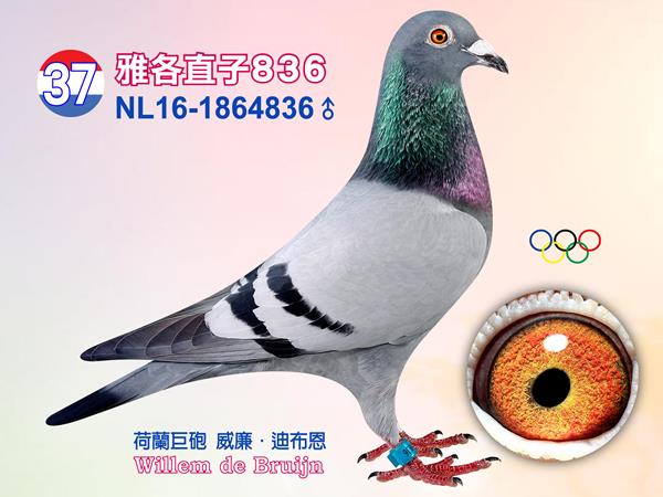 NL16-1864836 ♀【雅各直女836】    入賞2013年TBOTB全國全能鴿王2位、2014年歐洲盃鴿王3位、2013年WHZB最佳雄鴿 4位、2013年NPO全國當日歸返長距離鴿王10位［雅各］直子 入賞豪威幼鴿鴿王8位、佩羅納13892羽1位等「14-177」半妹 入賞2015年豪威全能鴿王2位「14-176」半妹 入賞豪威幼鴿鴿王4位「14-087」半妹 入賞NPO幼鴿鴿王12位「16-716」半妹 入賞聖佑斯特2993羽1位、杜佛1783羽1位、亞思511羽1位「14-239」半妹 同父拍賣鴿：13、38、46、62 同母拍賣鴿：38  父：NL11-1742183【雅各】 本身入賞2013年TBOTB全國全能鴿王2位等 母：NL11-1742359【緹娜克】 本身入賞聖加斯特2993羽1位、貝洛尼19278羽1位、南提爾11787羽47位、NPO波治9896羽43位、道飛爾5229羽26位、南提爾17186羽91位 子代14-239入賞中距離成鴿鴿王21位、速度距離鴿王24位 子代14-440入賞魁夫蘭4237羽5位 半姊妹［奧林匹克颶風號］為2010年TBOTB幼鴿王全國3位、2011年奧林匹克鴿王3位  外祖父：NL07-1822466【泰坦】 威廉．迪布恩超級種鴿〔阿波羅〕×〔莉雅〕作出 入賞奧林匹克中距離鴿王［奧林匹克安妮塔］半兄弟作出下代五羽入賞1位 直子〔08-380〕入賞2008速度/中距離幼鴿王 ［09-166］入賞克里爾338羽1位、 ［09-165］入賞阿比利斯339羽1位、 ［08-554］入賞克里爾181羽1位、克里爾245羽1位、 ［10-751］入賞阿比利斯328羽1位 直子10-012〔奈拉〕2011年南提爾14669羽1位(跨組30019羽1位)、曼特斯11778羽1位(跨組23851羽1位) 半姊妹〔奧林匹克安妮塔〕2005年奧林匹克中距離鴿王、2004年維奇全國1位 2002年NPO中距離鴿王全國4位 直孫13-176做出直子15-337〔奈羅〕入賞2015年比利時拉索特年全國幼鴿冠軍，路克西翁使翔  外祖母：NL06-1071928【神話號】 本身入賞龐莫羅693羽1位、龐莫羅2749羽3位、阿布利2764羽省賽1位、貝洛尼22790羽24位、史坦貝克6762羽31位、道飛爾7544羽64位 直子〔奧林匹克颶風號〕2010年TBOTB幼鴿王全國3位、2011年奧林匹克鴿王3位 半姊妹〔藍色火焰〕2007年TBOTB幼鴿王全國5位、2008年SS.GIJ鴿王2位 賀列曼-裘斯特賀列曼-裘斯特超級種鴿配對〔非凡號×芬娜〕直女