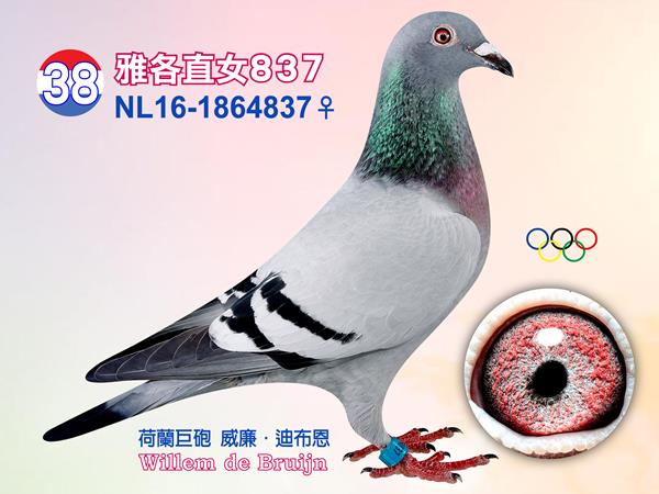 NL16-1864837 ♀【雅各直女837】    入賞2013年TBOTB全國全能鴿王2位、2014年歐洲盃鴿王3位、2013年WHZB最佳雄鴿 4位、2013年NPO全國當日歸返長距離鴿王10位［雅各］直子、 入賞豪威幼鴿鴿王8位、佩羅納13892羽1位等「14-177」半妹 入賞2015年豪威全能鴿王2位「14-176」半妹 入賞豪威幼鴿鴿王4位「14-087」半妹 入賞NPO幼鴿鴿王12位「16-716」半妹 入賞聖佑斯特2993羽1位、杜佛1783羽1位、亞思511羽1位「14-239」半妹 同父拍賣鴿：13、37、46、62 同母拍賣鴿：37  父：NL11-1742183【雅各】 本身入賞2013年TBOTB全國全能鴿王2位等 母：NL11-1742359【緹娜克】 本身入賞聖加斯特2993羽1位、貝洛尼19278羽1位、南提爾11787羽47位、NPO波治9896羽43位、道飛爾5229羽26位、南提爾17186羽91位 子代14-239入賞中距離成鴿鴿王21位、速度距離鴿王24位 子代14-440入賞魁夫蘭4237羽5位 半姊妹［奧林匹克颶風號］為2010年TBOTB幼鴿王全國3位、2011年奧林匹克鴿王3位  外祖父：NL07-1822466【泰坦】 威廉．迪布恩超級種鴿〔阿波羅〕×〔莉雅〕作出 入賞奧林匹克中距離鴿王［奧林匹克安妮塔］半兄弟作出下代五羽入賞1位 直子〔08-380〕入賞2008速度/中距離幼鴿王 ［09-166］入賞克里爾338羽1位、 ［09-165］入賞阿比利斯339羽1位、 ［08-554］入賞克里爾181羽1位、克里爾245羽1位、 ［10-751］入賞阿比利斯328羽1位 直子10-012〔奈拉〕2011年南提爾14669羽1位(跨組30019羽1位)、曼特斯11778羽1位(跨組23851羽1位) 半姊妹〔奧林匹克安妮塔〕2005年奧林匹克中距離鴿王、2004年維奇全國1位 2002年NPO中距離鴿王全國4位 直孫13-176做出直子15-337〔奈羅〕入賞2015年比利時拉索特年全國幼鴿冠軍，路克西翁使翔  外祖母：NL06-1071928【神話號】 本身入賞龐莫羅693羽1位、龐莫羅2749羽3位、阿布利2764羽省賽1位、貝洛尼22790羽24位、史坦貝克6762羽31位、道飛爾7544羽64位 直子〔奧林匹克颶風號〕2010年TBOTB幼鴿王全國3位、2011年奧林匹克鴿王3位 半姊妹〔藍色火焰〕2007年TBOTB幼鴿王全國5位、2008年SS.GIJ鴿王2位 賀列曼-裘斯特賀列曼-裘斯特超級種鴿配對〔非凡號×芬娜〕直女