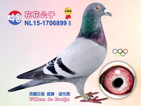 NL15-1706899 ♂【花花公子】     本身入賞艾斯澤莉4932羽62位、杜佛4239羽67位、杜佛1455羽37位、聖馬克斯12189羽317位、魁夫蘭5250羽137位 入賞2013年TBOTB全國全能鴿王2位、2014年歐洲杯鴿王3位、2013年WHZB最佳雄鴿4位、2013年TBOTB全國2位「雅各」全兄弟 同父母拍賣鴿：87、88、95  父：NL09-1191385【劍鋒號】 名鴿［席丹］直子 優秀賽鴿〔紮維亞］道飛爾5535羽 1位 、貝洛尼494羽1位、〔弗蘭克］2011年TBOTB全國鴿王5位之半兄弟 下代［雅各］2013年TBOTB全國全能鴿王2位、2014年歐洲杯鴿王3位、2013年WHZB最佳雄鴿4位、2013年TBOTB全國2位、萊斯坎4904羽1位、SS.GIJ全能鴿王4位 子代［10-344］蒙呂松348羽1位、［11-184］聖斯317羽1位  祖父：NL07-1821614【席丹】 本身入賞2009年TBOTB速度鴿王/中距離鴿王全國2位、2008年TBOTB一歲鴿王全國2位、SS.GIJ幼鴿鴿王2位、2008年NPO速度鴿王全國6位 出自［奧林匹克雄獅×喜愛號］ 全姐妹〔灰喜愛號〕2009年長距離全國第5區鴿王、2009年WHZB最佳鴿王全國14位、SS.GIJ鴿王2位、貝洛尼21688羽1位43623羽最快速、奧爾良10375羽1位 直女［莎朵拉］全距離鴿王1位、直子［法朗克］2011年TBOTB鴿王全國5位、下代［09-357］史坦貝克1994羽1位、史坦貝克1992羽3位 直 祖母：BE08-6177697【農夫人】 葛斯頓．范德瓦爾本舍 出自安特衛普聯盟鴿王1位［鴿王號］X［乳酪小子］ 「乳酪小子」為超級種鴿，做出多羽優秀賽鴿  母：NL08-1543341【珍妮】 本身入賞查朗斯1428羽1位、伊波納18712羽30位、奧爾良10375羽半全國32位、伊波納5953羽58位、龐莫羅21430羽222位 全姐妹〔奧林匹克夏努卡］2010年NPO當日歸長距離鴿王全國1位、2010年WHZB當日歸長距離鴿王全國5位、2010年西歐盃鴿王4位、2011年奧林匹克鴿王1位、全兄弟［傑洛林］2008年WHZB鴿王全國4位、2008年WHZB全國最佳雄鴿11位 直子［雅各］2013年SS聯合會綜合鴿王1位、2013年TBOTB全國全能鴿王2位等 子代10-344入賞摩林科特348羽1位 子代11-184入賞聖斯317羽1位、 子代11-183入賞萊斯坎4904羽1位  外祖父：BE05-6045556【小灰號】 賀列曼-裘斯特黃金種鴿配對［羅西全兄弟×神奇雌半姊妹］作出 直女〔奧林匹克夏努卡〕2010年NPO長距離鴿王全國1位、2011年奧林匹克鴿王1位、TBOTB奧林匹克鴿王1位、奧林匹克波蘭長距離鴿王、944-06梅倫984羽1位、克里爾2648羽1位、克里爾34117羽5位、直子［傑洛林］WHZB全國鴿王4位、2008年WHZB雄鴿鴿王11位，作出直女［夏洛妮］南圖17186羽1位，作出直孫［諾米］2013年波提爾冠軍、［威廉蜜娜］2014年波提爾冠軍、子代740-06入賞鴿王5位 外祖母：NL04-2056276【嘉妮塔】 威廉．迪布恩黃金種母 ［奧林匹克雄獅祖父］XNPO蒙塔奇全國鴿王1位［蒙塔奇雌］作出 直女〔奧林匹克夏努卡〕入賞2011年奧林匹克長距離鴿王、2010年NPO長距離鴿王全國1位、TBOTB鴿王1位 直子「傑洛林」入賞豪威成鴿鴿王、速度鴿王1位，做出多羽優秀賽鴿 直女「珍妮」做出下代「雅各」 子代06-944入賞984羽1位、克里爾2648羽1位、 子代06-740入賞鴿王分區賽5位