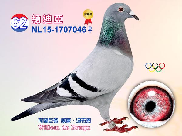 NL15-1707046 ♀【納迪亞】    本身入賞杜佛4239羽96位、艾斯澤莉4932羽153位、佩隆2210羽95位、魁夫蘭4452羽264位、米爾4381羽261位、魁夫蘭4971羽534位、魁夫蘭3637羽400位、南特魯7763羽867位 入賞豪威幼鴿鴿王8位、佩羅納13892羽1位等「14-177」半妹 入賞2015年豪威全能鴿王2位「14-176」半妹 入賞豪威幼鴿鴿王4位「14-087」半妹 入賞NPO幼鴿鴿王12位「16-716」半姐 同父拍賣鴿：13、37、38、46 同母拍賣鴿：41、42  父：NL11-1742183【雅各】 本身入賞2013年TBOTB全國全能鴿王2位等 母：NL13-1238686【托絲卡】 威廉・迪布恩本舍 SS.G/IJ.幼鴿鴿王3位、2014年全國第五分區長距離鴿王2位、2014年南圖全能鴿王6位、2014年 SS.G/IJ.全能鴿王、2015年奧林匹克全能鴿王4位 下代14-106入賞佩羅納5711羽7位、佩羅納2640羽2位、佩羅納5711羽2位、墨林可2932羽2位、聖斯11608羽8位、道飛爾4530羽5位、亞精頓6926羽9位等  外祖父：NL12-1617836【托絲卡之父】 威廉・迪布恩本舍 本身入賞摩林科特14364羽331位、佩羅納19278羽482位、南提爾13199羽338位、佩羅納4646羽156位、南提爾8986羽339位 「杜勒斯」X「唐娜」作出 同輩入賞2010年全國第5區中距離鴿王3位、2010年WHZB鴿王全國6位、2008年聯合會幼鴿鴿王5位  外祖母：NL11-1742255【托絲卡之母】 威廉・迪布恩本舍 「小灰號」X「嘉妮塔」作出 「奧林匹克夏努卡」全姊妹 本身入賞維爾松10571羽16位、尼維爾4974羽10位、波瑪羅4403羽11位、波治13592羽61位、史坦貝克5051羽31位