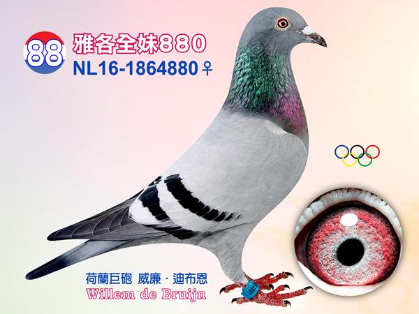 NL16-1864880 ♀【雅各全妹880】    入賞2013年TBOTB全國全能鴿王2位、2014年歐洲杯鴿王3位、2013年WHZB最佳雄鴿4位、2013年TBOTB全國2位〔雅各〕全妹 2010年NPO當日歸長距離鴿王全國1位、2010年WHZB當日歸長距離鴿王全國5位［奧林匹克夏努卡］全姊妹［珍妮］直女，〔小灰號〕Ｘ〔嘉妮塔〕直孫 同父母拍賣鴿：40、87、95  父：NL09-1191385【劍鋒號】 名鴿［席丹］直子  祖父：NL07-1821614【席丹】 本身入賞2009年TBOTB速度鴿王/中距離鴿王全國2位、2008年TBOTB一歲鴿王全國2位、SS.GIJ幼鴿鴿王2位、2008年NPO速度鴿王全 祖母：BE08-6177697【農夫人】 葛斯頓．范德瓦爾本舍 出自安特衛普聯盟鴿王1位［鴿王號］X［乳酪小子］ 「乳酪小子」為超級種鴿，做出多羽優秀賽鴿  母：NL08-1543341【珍妮】 本身入賞查朗斯1428羽1位、伊波納18712羽30位、奧爾良10375羽半全國32位、伊波納5953羽58位、龐莫羅21430羽222位 全姐妹〔奧林匹克夏努卡］2010年NPO當日歸長距離鴿王全國1位、2010年WHZB當日歸長距離鴿王全國5位、2010年西歐盃鴿王4位、2011年奧林匹克鴿王1位、全兄弟［傑洛林］2008年WHZB鴿王全國4位、2008年WHZB全國最佳雄鴿11位 直子［雅各］2013年SS聯合會綜合鴿王1位、2013年TBOTB全國全能鴿王2位等 子代10-344入賞摩林科特348羽1位 子代11-184入賞聖斯317羽1位、 子代11-183入賞萊斯坎4904羽1位  外祖父：BE05-6045556【小灰號】 賀列曼-裘斯特黃金種鴿配對［羅西全兄弟×神奇雌半姊妹］作出 直女〔奧林匹克夏努卡〕2010年NPO長距離鴿王全國1位、2011年奧林匹克鴿王1位、TBOTB奧林匹克鴿王1位、奧林匹克波蘭長距離鴿王、944-06梅倫984羽1位、克里爾2648羽1位、克里爾34117羽5位、直子［傑洛林］WHZB全國鴿王4位、2008年WHZB雄鴿鴿王11位，作出直女［夏洛妮］南圖17186羽1位，作出直孫［諾米］2013年波提爾冠軍、［威廉蜜娜］2014年波提爾冠軍、子代740-06入賞鴿王5位 外祖母：NL04-2056276【嘉妮塔】 威廉．迪布恩黃金種母 ［奧林匹克雄獅祖父］XNPO蒙塔奇全國鴿王1位［蒙塔奇雌］作出 直女〔奧林匹克夏努卡〕入賞2011年奧林匹克長距離鴿王、2010年NPO長距離鴿王全國1位、TBOTB鴿王1位 直子「傑洛林」入賞豪威成鴿鴿王、速度鴿王1位，做出多羽優秀賽鴿 直女「珍妮」做出下代「雅各」 子代06-944入賞984羽1位、克里爾2648羽1位、 子代06-740入賞鴿王分區賽5位