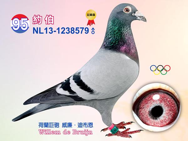 NL13-1238579 ♂【約伯】         威廉・迪布恩本舍 本身入賞2014年SS.G-IJ.全能鴿王9位、馬克斯7614羽23位、奧絲澤爾555羽2位、佑斯特7316羽57位、佩羅納378羽3位、馬特司2050羽17位、道爾夫5064羽44位、 下代15-044入賞2015年SS.G-IJ.幼鴿鴿王4位 入賞2013年TBOTB全國全能鴿王2位、2014年歐洲杯鴿王3位、2013年WHZB最佳雄鴿4位、2013年TBOTB全國2位「雅各」全弟 2010年NPO當日歸長距離鴿王全國1位、2010年WHZB當日歸長距離鴿王全國5位［奧林匹克夏努卡］全姊妹［珍妮］直子，「小灰號」Ｘ「嘉妮塔」直孫 同父母拍賣鴿：40、87、88  父：NL09-1191385【劍鋒號】 名鴿［席丹］直子 優秀賽鴿〔紮維亞］道飛爾5535羽 1位 、貝洛尼494羽1位、〔弗蘭克］2011年TBOTB全國鴿王5位之半兄弟 下代［雅各］2013年TBOTB全國全能鴿王2位、2014年歐洲杯鴿王3位、2013年WHZB最佳雄鴿4位、2013年TBOTB全國2位、萊斯坎4904羽1位、SS.GIJ全能鴿王4位 子代［10-344］蒙呂松348羽1位、［11-184］聖斯317羽1位  祖父：NL07-1821614【席丹】 本身入賞2009年TBOTB速度鴿王/中距離鴿王全國2位、2008年TBOTB一歲鴿王全國2位、SS.GIJ幼鴿鴿王2位、2008年NPO速度鴿王全國6位 出自［奧林匹克雄獅×喜愛號］ 全姐妹〔灰喜愛號〕2009年長距離全國第5區鴿王、2009年WHZB最佳鴿王全國14位、SS.GIJ鴿王2位、貝洛尼21688羽1位43623羽最快速、奧爾良10375羽1位 直女［莎朵拉］全距離鴿王1位、直子［法朗克］2011年TBOTB鴿王全國5位、下代［09-357］史坦貝克1994羽1位、史坦貝克1992羽3位 直 祖母：BE08-6177697【農夫人】 葛斯頓．范德瓦爾本舍 出自安特衛普聯盟鴿王1位［鴿王號］X［乳酪小子］ 「乳酪小子」為超級種鴿，做出多羽優秀賽鴿  母：NL08-1543341【珍妮】 本身入賞查朗斯1428羽1位、伊波納18712羽30位、奧爾良10375羽半全國32位、伊波納5953羽58位、龐莫羅21430羽222位 全姐妹〔奧林匹克夏努卡］2010年NPO當日歸長距離鴿王全國1位、2010年WHZB當日歸長距離鴿王全國5位、2010年西歐盃鴿王4位、2011年奧林匹克鴿王1位、全兄弟［傑洛林］2008年WHZB鴿王全國4位、2008年WHZB全國最佳雄鴿11位 直子［雅各］2013年SS聯合會綜合鴿王1位、2013年TBOTB全國全能鴿王2位等 子代10-344入賞摩林科特348羽1位 子代11-184入賞聖斯317羽1位、 子代11-183入賞萊斯坎4904羽1位  外祖父：BE05-6045556【小灰號】 賀列曼-裘斯特黃金種鴿配對［羅西全兄弟×神奇雌半姊妹］作出 直女〔奧林匹克夏努卡〕2010年NPO長距離鴿王全國1位、2011年奧林匹克鴿王1位、TBOTB奧林匹克鴿王1位、奧林匹克波蘭長距離鴿王、944-06梅倫984羽1位、克里爾2648羽1位、克里爾34117羽5位、直子［傑洛林］WHZB全國鴿王4位、2008年WHZB雄鴿鴿王11位，作出直女［夏洛妮］南圖17186羽1位，作出直孫［諾米］2013年波提爾冠軍、［威廉蜜娜］2014年波提爾冠軍、子代740-06入賞鴿王5位 外祖母：NL04-2056276【嘉妮塔】 威廉．迪布恩黃金種母 ［奧林匹克雄獅祖父］XNPO蒙塔奇全國鴿王1位［蒙塔奇雌］作出 直女〔奧林匹克夏努卡〕入賞2011年奧林匹克長距離鴿王、2010年NPO長距離鴿王全國1位、TBOTB鴿王1位 直子「傑洛林」入賞豪威成鴿鴿王、速度鴿王1位，做出多羽優秀賽鴿 直女「珍妮」做出下代「雅各」 子代06-944入賞984羽1位、克里爾2648羽1位、 子代06-740入賞鴿王分區賽5位