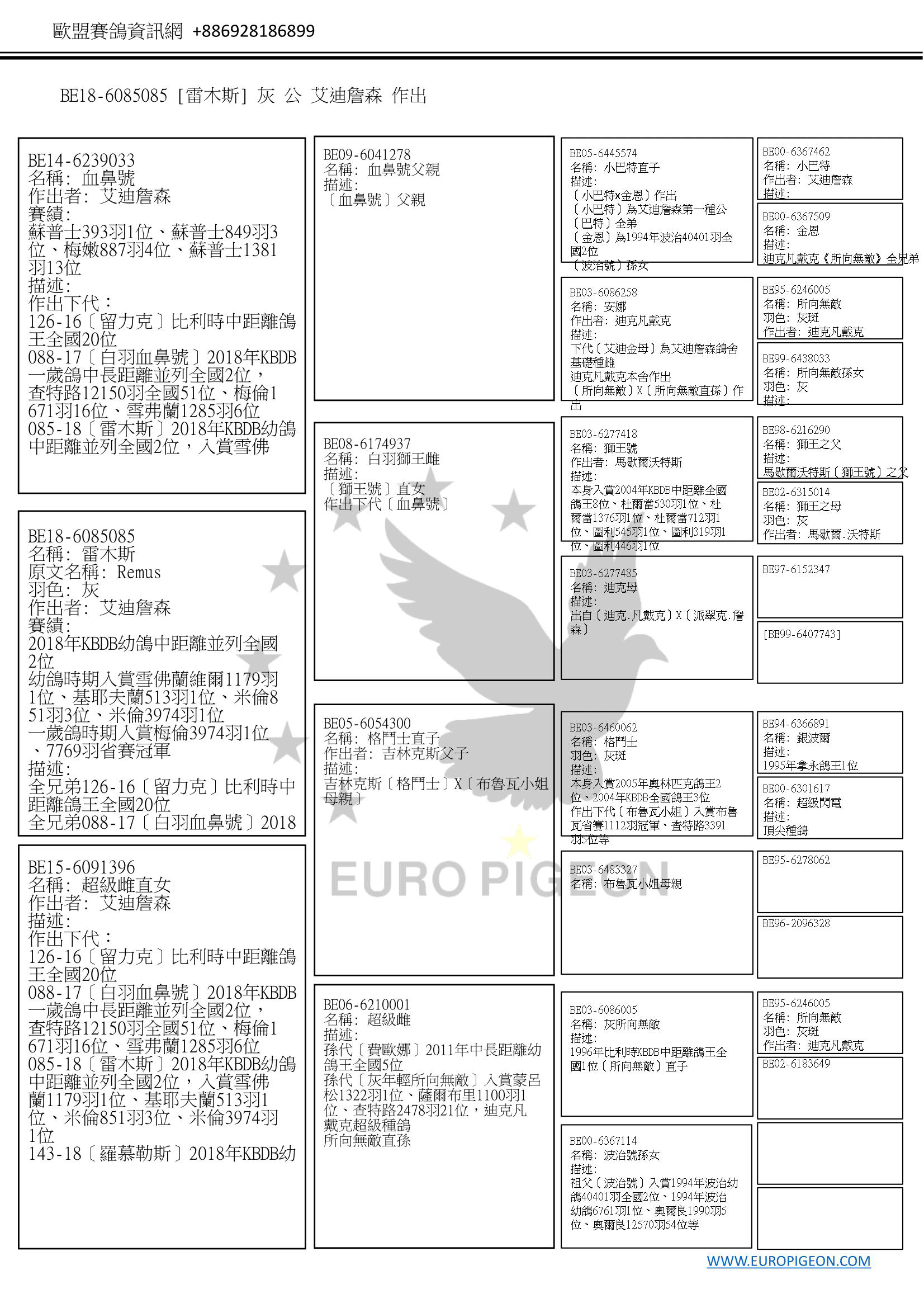 鴿子資訊 環號: BE18-6085085【雷木斯】 姓名: - 性別: 公 顏色: 灰 眼睛顏色: - 色環: - 描述 全兄弟126-16〔留力克〕比利時中距離鴿王全國20位 全兄弟088-17〔白羽血鼻號〕2018年KBDB一歲鴿中長距離並列全國2位，查特路12150羽全國51位、梅倫1671羽16位、雪弗蘭1285羽6位 全兄弟143-18〔羅慕勒斯〕2018年KBDB幼鴿中距離並列全國2位，拿永498羽3位、雪弗蘭1179羽3位、梅倫646羽3位、馬克斯1310羽8位 比賽紀錄 2018年KBDB幼鴿中距離並列全國2位 幼鴿時期入賞雪佛蘭維爾1179羽1位、基耶夫蘭513羽1位、米倫851羽3位、米倫3974羽1位 一歲鴿時期入賞梅倫3974羽1位、7769羽省賽冠軍 父母及重要親屬 關係	描述 父親鴿	環號: BE14-6239033 姓名: 血鼻號 性別: ♂ 出生年: 2014 作出者: 艾迪詹森 描述: 作出下代： 126-16〔留力克〕比利時中距離鴿王全國20位 088-17〔白羽血鼻號〕2018年KBDB一歲鴿中長距離並列全國2位，查特路12150羽全國51位、梅倫1671羽16位、雪弗蘭1285羽6位 085-18〔雷木斯〕2018年KBDB幼鴿中距離並列全國2位，入賞雪佛蘭1179羽1位、基耶夫蘭513羽1位、米倫851羽3位、米倫3974羽1位 143-18〔羅慕勒斯〕2018年KBDB幼鴿中距離並列全國2位，拿永498羽3位、雪弗蘭1179羽3位、梅倫646羽3位、馬克斯1310羽8位 賽績: 蘇普士393羽1位、蘇普士849羽3位、梅嫩887羽4位、蘇普士1381羽13位 ㄴ祖父鴿	環號: BE09-6041278 姓名: 血鼻號父親 性別: ? 出生年: 2009 描述: 〔血鼻號〕父親 ㄴ祖母鴿	環號: BE08-6174937 姓名: 白羽獅王雌 性別: ? 出生年: 2008 描述: 〔獅王號〕直女 作出下代〔血鼻號〕 母親鴿	環號: BE15-6091396 姓名: 超級雌直女 性別: ♀ 出生年: 2015 作出者: 艾迪詹森 描述: 作出下代： 126-16〔留力克〕比利時中距離鴿王全國20位 088-17〔白羽血鼻號〕2018年KBDB一歲鴿中長距離並列全國2位，查特路12150羽全國51位、梅倫1671羽16位、雪弗蘭1285羽6位 085-18〔雷木斯〕2018年KBDB幼鴿中距離並列全國2位，入賞雪佛蘭1179羽1位、基耶夫蘭513羽1位、米倫851羽3位、米倫3974羽1位 143-18〔羅慕勒斯〕2018年KBDB幼鴿中距離並列全國2位，拿永498羽3位、雪弗蘭1179羽3位、梅倫646羽3位、馬克斯1310羽8位 ㄴ祖父鴿	環號: BE05-6054300 姓名: 格鬥士直子 性別: ♂ 出生年: 2005 作出者: 吉林克斯父子 描述: 吉林克斯〔格鬥士〕X〔布魯瓦小姐母親〕 ㄴ祖母鴿	環號: BE06-6210001 姓名: 超級雌 性別: ♀ 出生年: 2006 描述: 孫代〔費歐娜〕2011年中長距離幼鴿王全國5位 孫代〔灰年輕所向無敵〕入賞蒙呂松1322羽1位、薩爾布里1100羽1位、查特路2478羽21位，迪克凡戴克超級種鴿 所向無敵直孫 重要親屬	同父同母兄弟姊妹 環號: BE17-6148088 姓名: 白羽血鼻號 性別: ♂ 出生年: 2017 羽色: 灰白羽 作出者: 艾迪詹森 描述: 全兄弟126-16〔留力克〕比利時中距離鴿王全國20位 全兄弟088-17〔白羽血鼻號〕2018年KBDB一歲鴿中長距離並列全國2位，查特路12150羽全國51位、梅倫1671羽16位、雪弗蘭1285羽6位 全兄弟085-18〔雷木斯〕2018年KBDB幼鴿中距離並列全國2位，入賞雪佛蘭1179羽1位、基耶夫蘭513羽1位、米倫851羽3位、米倫3974羽1位 全兄弟143-18〔羅慕勒斯〕2018年KBDB幼鴿中距離並列全國2位，拿永498羽3位、雪弗蘭1179羽3位、梅倫646羽3位、馬克斯1310羽8位 賽績: 查特路12150羽全國51位 梅倫1671羽16位 雪弗蘭1285羽6位 查特路4641羽全國56位 蘇列克338羽32位 艾索當10603羽全國35羽 重要親屬	同父同母兄弟姊妹 環號: BE18-6085143 姓名: 羅慕勒斯 性別: ♂ 出生年: 2018 羽色: 灰 作出者: 艾迪詹森 描述: 全兄弟126-16〔留力克〕比利時中距離鴿王全國20位 全兄弟088-17〔白羽血鼻號〕2018年KBDB一歲鴿中長距離並列全國2位，查特路12150羽全國51位、梅倫1671羽16位、雪弗蘭1285羽6位 全兄弟085-18〔雷木斯〕2018年KBDB幼鴿中距離並列全國2位，入賞雪佛蘭1179羽1位、基耶夫蘭513羽1位、米倫851羽3位、米倫3974羽1位 賽績: 2018年KBDB幼鴿中距離並列全國2位 拿永498羽3位 雪弗蘭1179羽3位 梅倫646羽3位 馬克斯1310羽8位