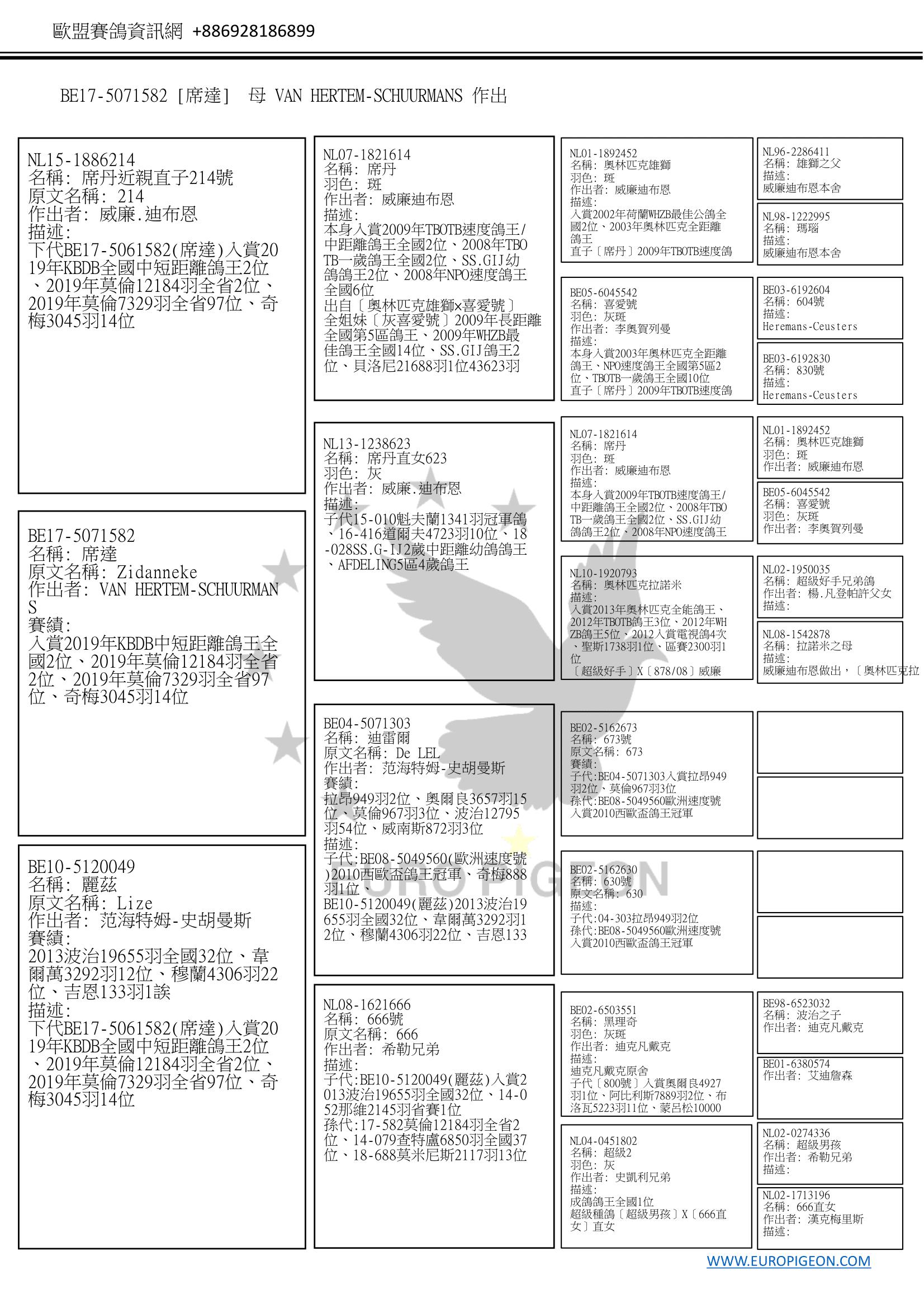 BE17-5071582［席達］ 母 Van Hertem-Schuurmans(范海特姆-史胡曼斯) 2019年KBDB中短距離鴿王全國2位、 2019年莫倫12184羽全省2位、 2019年莫倫7329羽全省97位、 奇梅3045羽14位等 ◎ 威廉迪布恩四大鴿系[奧林匹克雄獅]直子[席丹]近親直孫