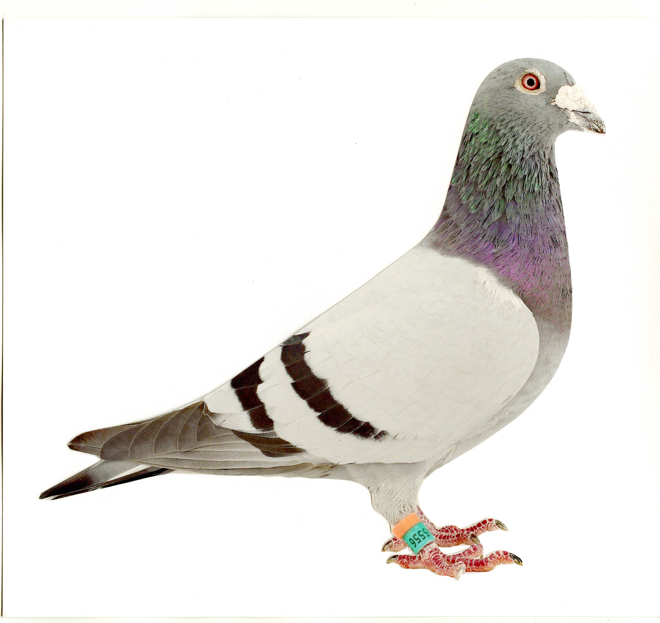 描述: http://europigeon.com/files/kcfinder/images/fanciers/willem%20de%20bruen/BE05-6045556_KLEINE%20BLAUWE.jpg